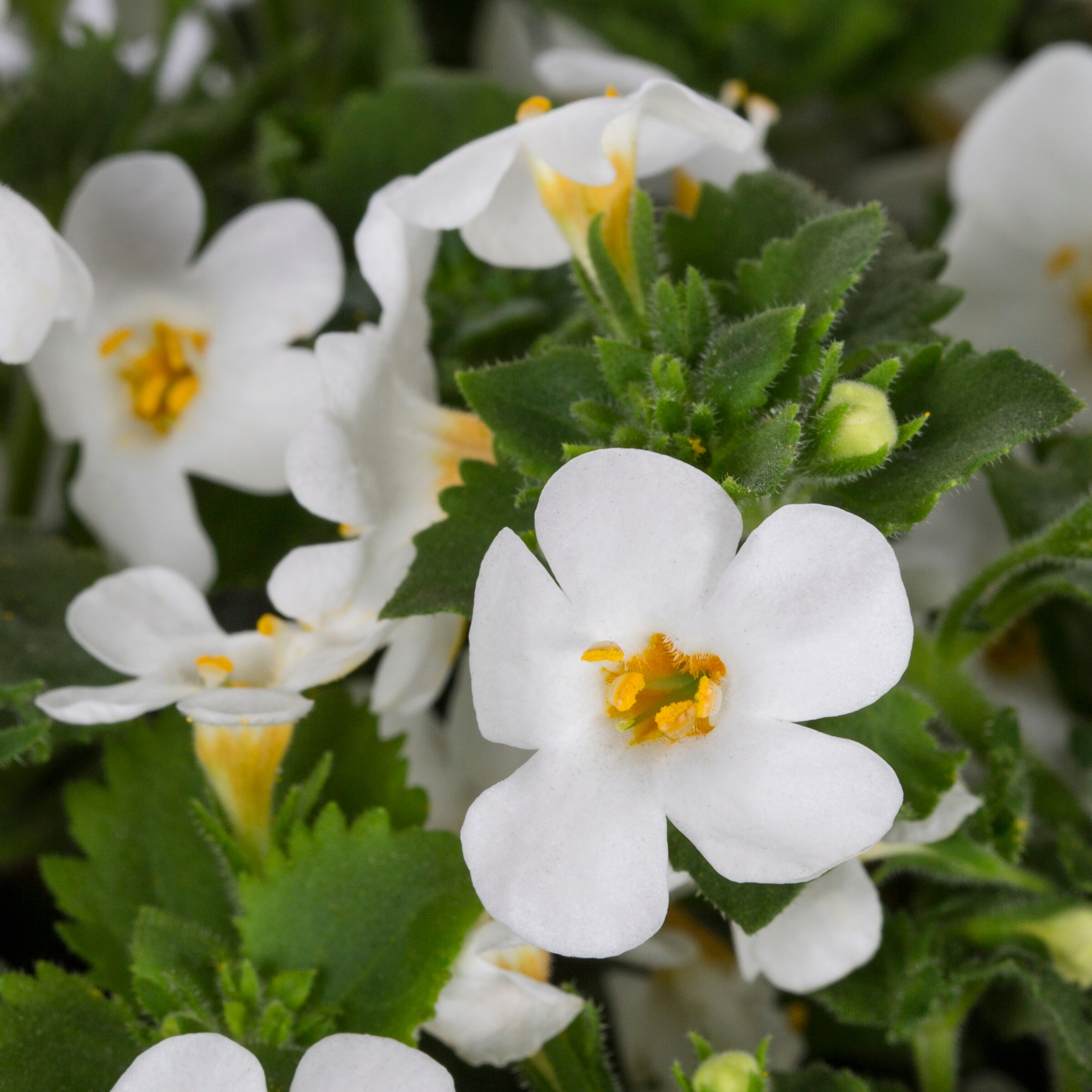 Lowe's Multicolor Bacopa in 9-Pack Tray in the Annuals department at ...