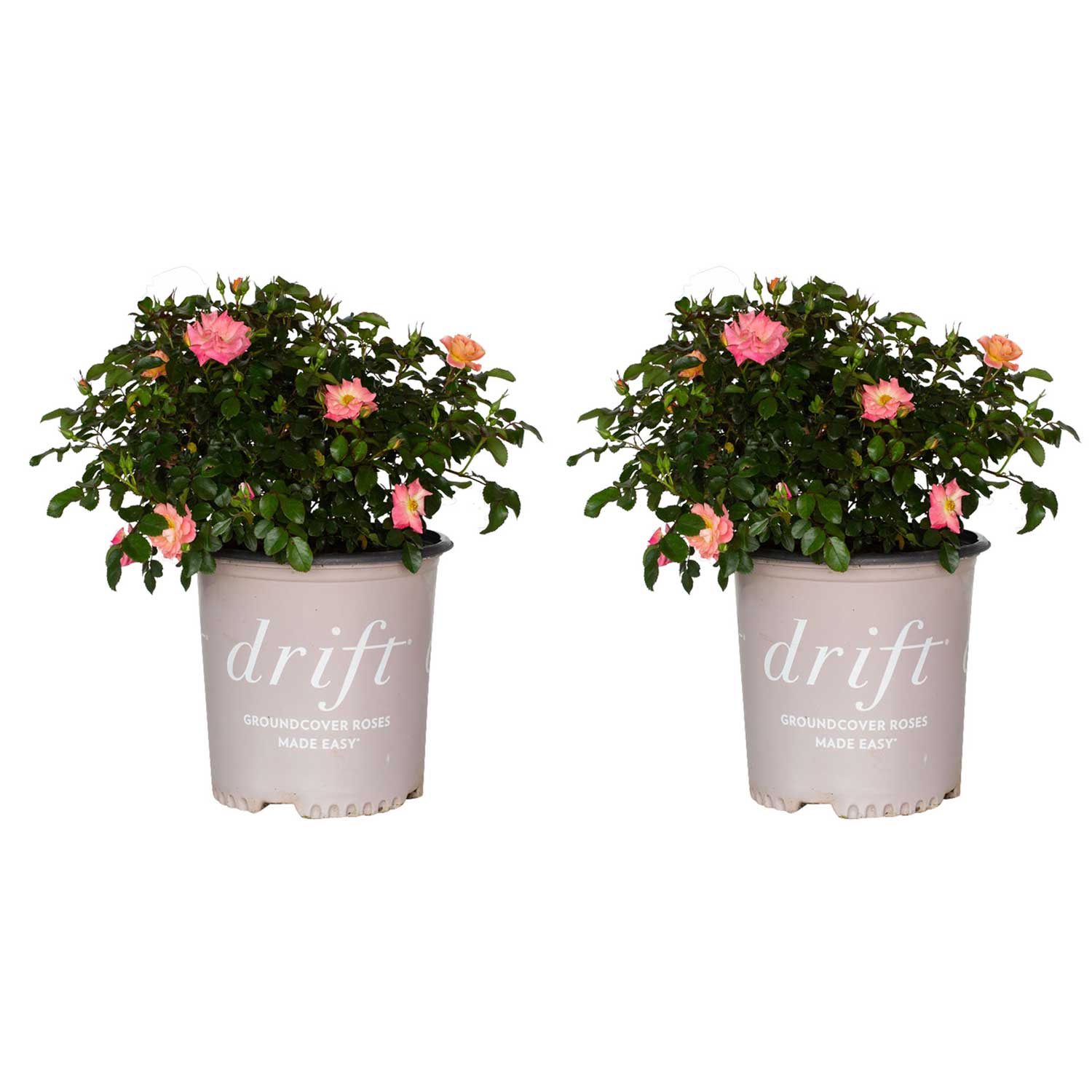 Drift Roses 62411-2 Peach Drift Rose Flowering Shrub in 1 -Gallon Pot 2.0 -Pack with Multicolor Blooms