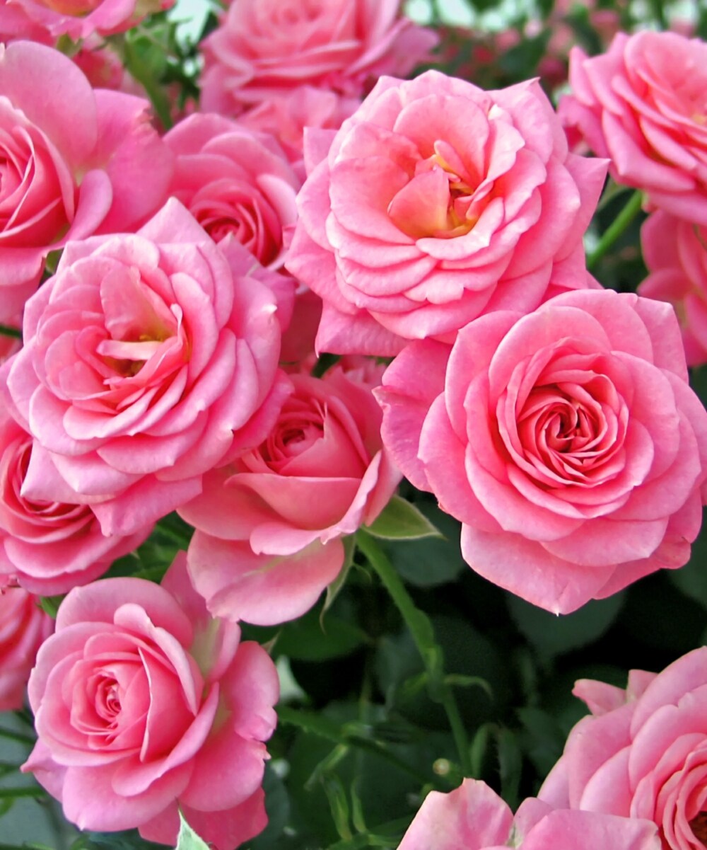 National Plant Network Pink Miniature Rose Baby Paradise 3 Pack(s 