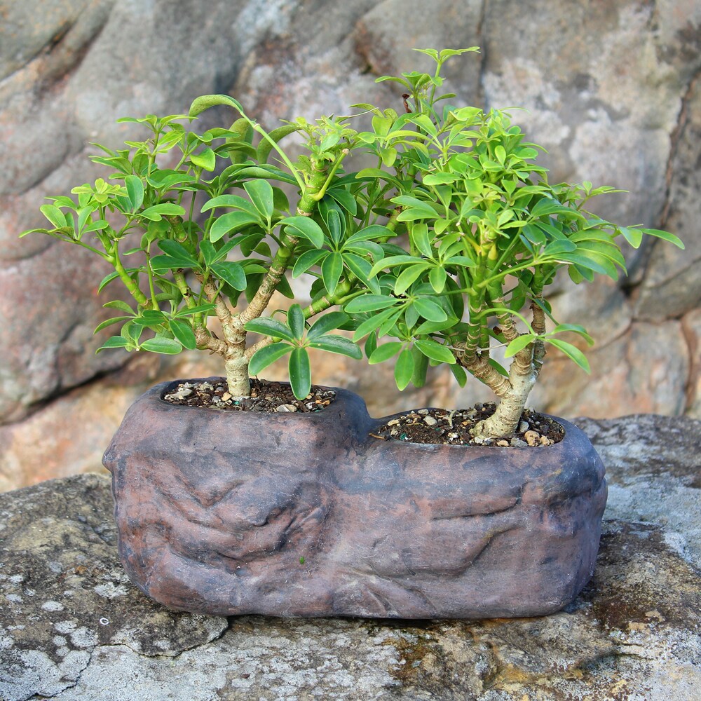 Brussel's Bonsai DT8002ARBR trees - View #3