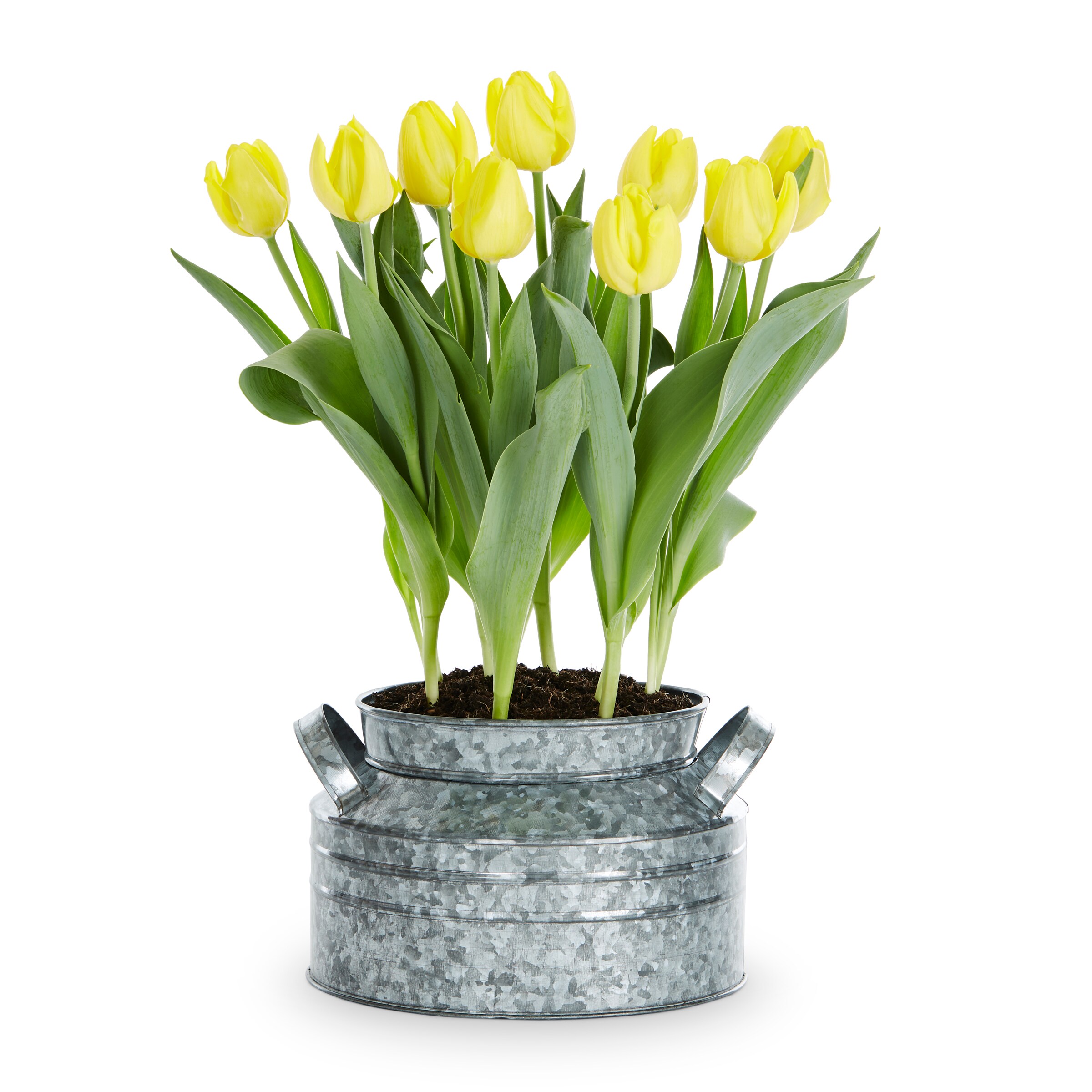 Lowe's NURSERY annuals - View #5