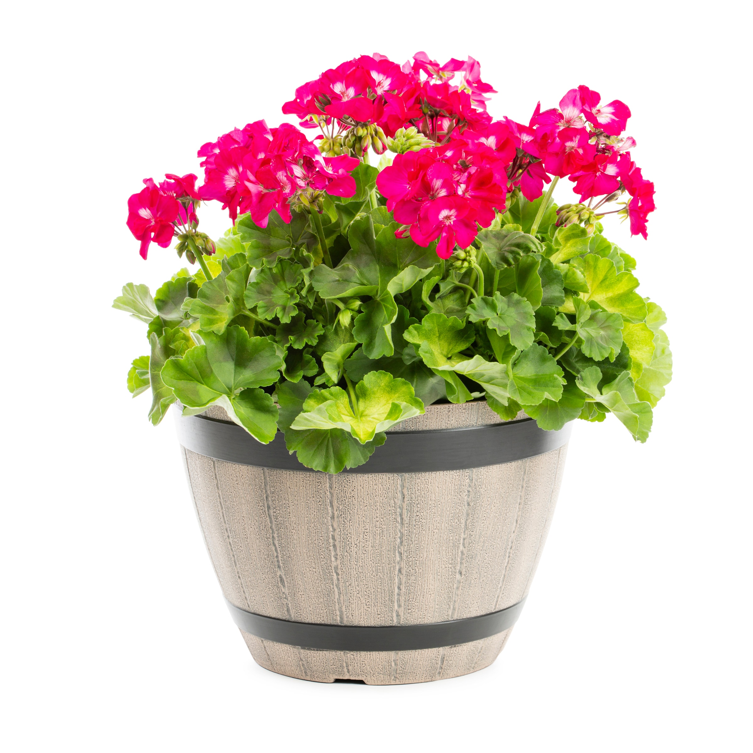 Lowe's 1604154 Multicolor Geranium in 2.50 Gallon(s) Planter