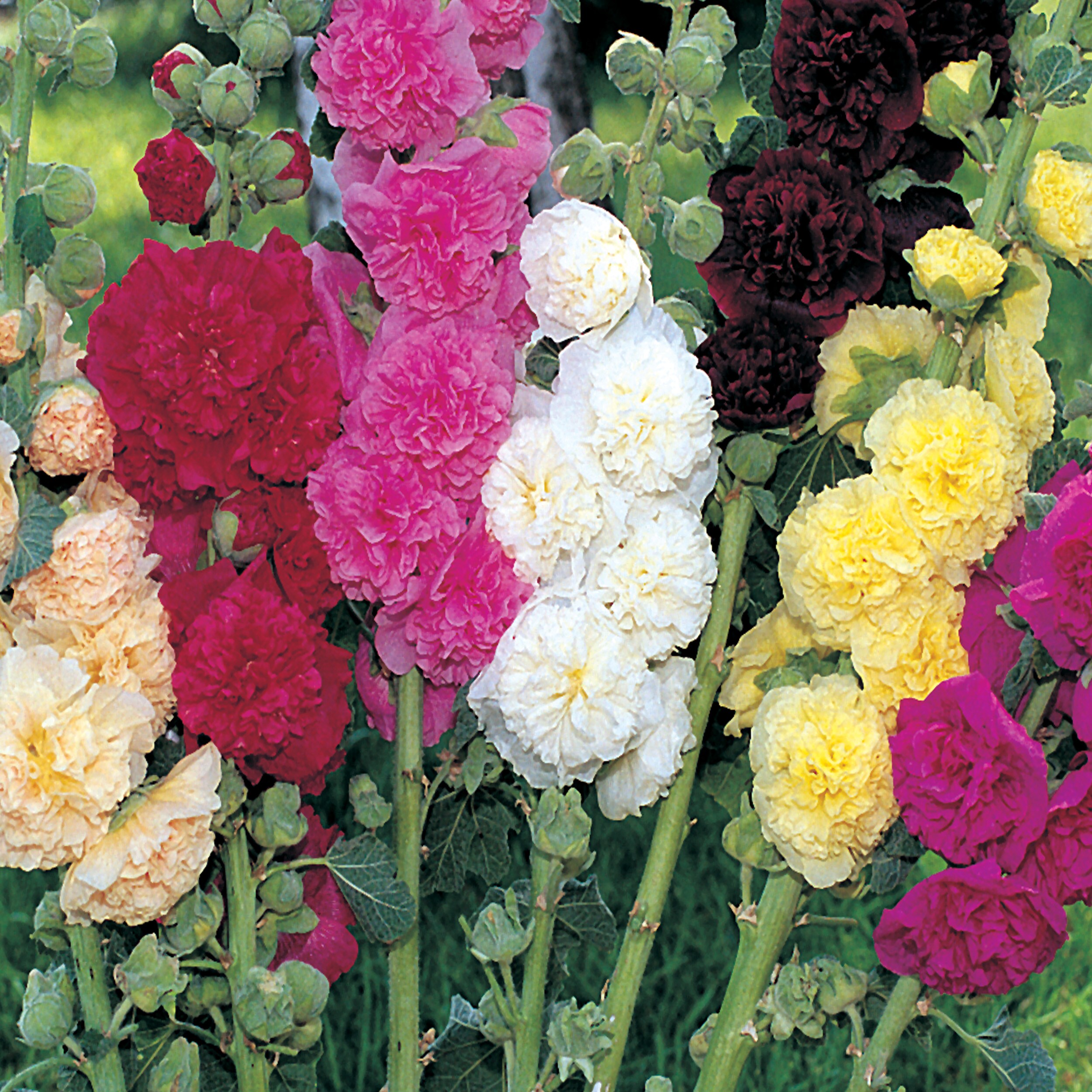 Ferry-Morse LC25.0020 seeds - View #3