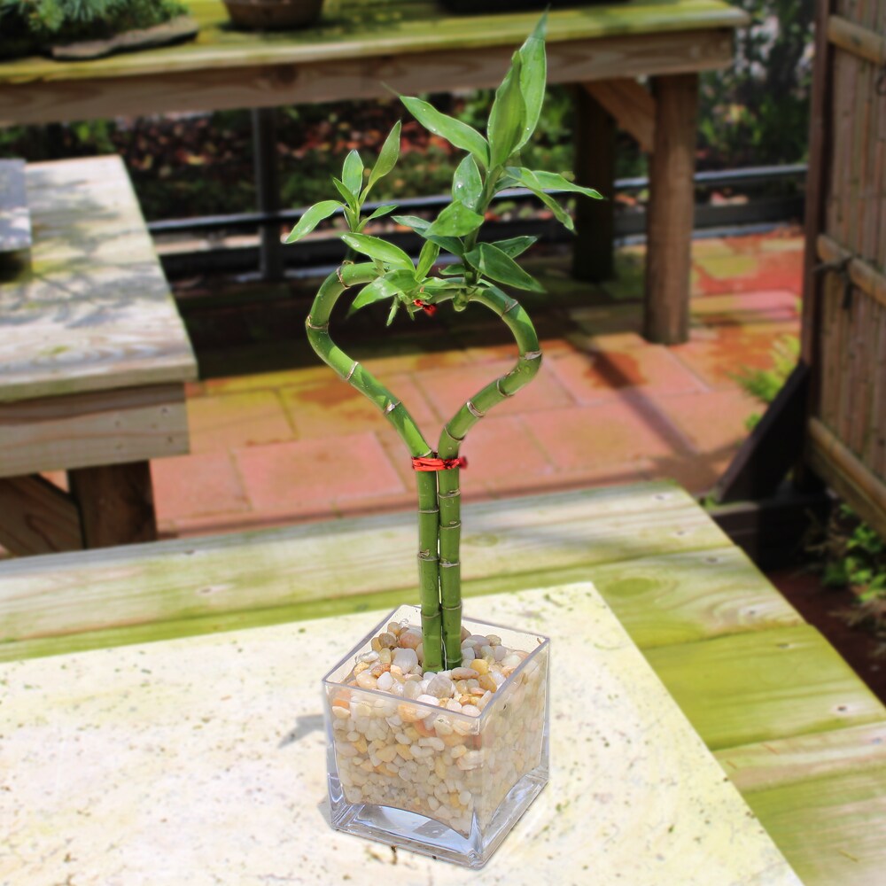 Brussel's Bonsai DT5033HSB trees - View #2