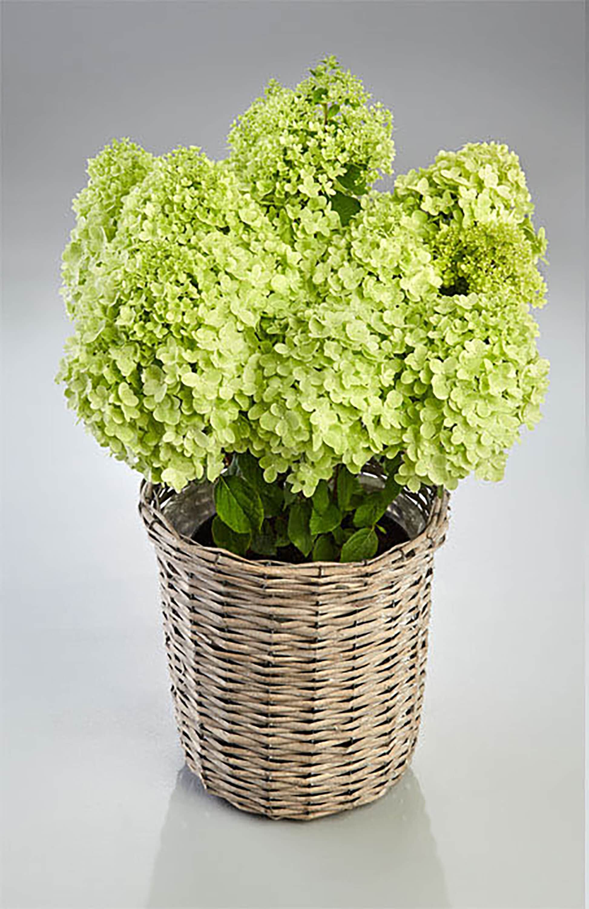  2826 shrubs - View #4