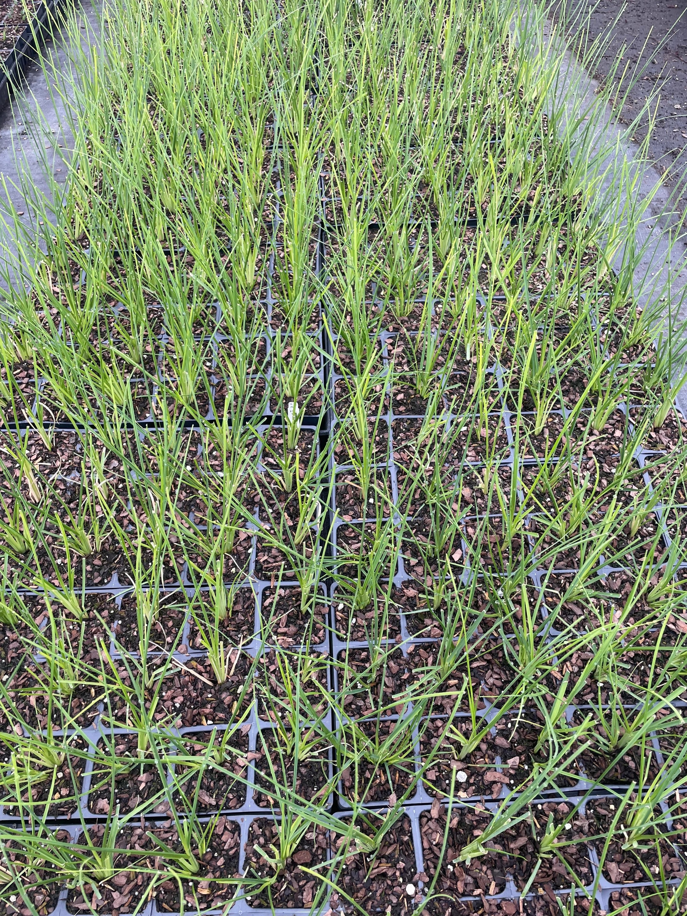 Daylily Nursery 21618 perennials - View #3