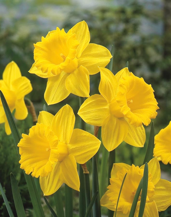 Breck's Yellow King Alfred Daffodil Bulbs Bagged 100-Pack in the Plant  Bulbs department at