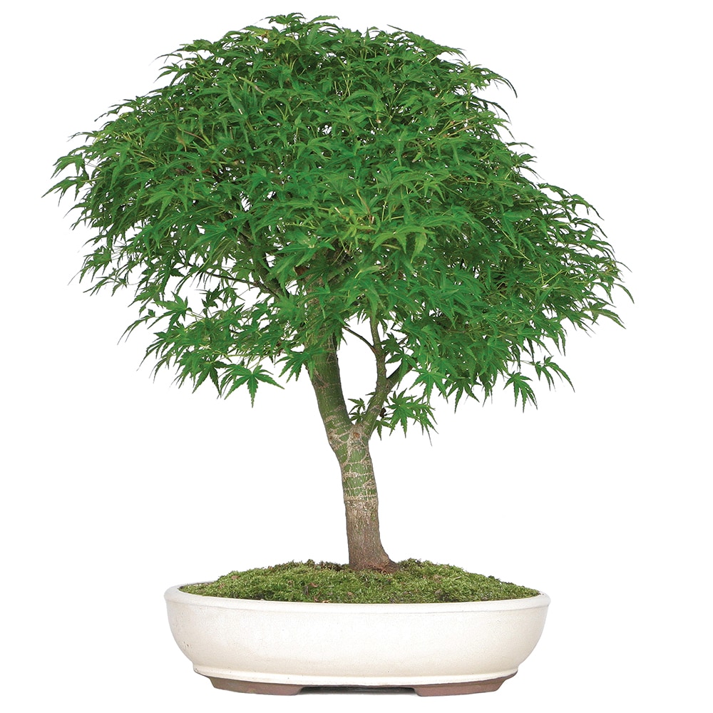 Brussel's Bonsai DT8023JMSP Japanese Maple- Sharp's Pygmy in 16-in Clay Planter