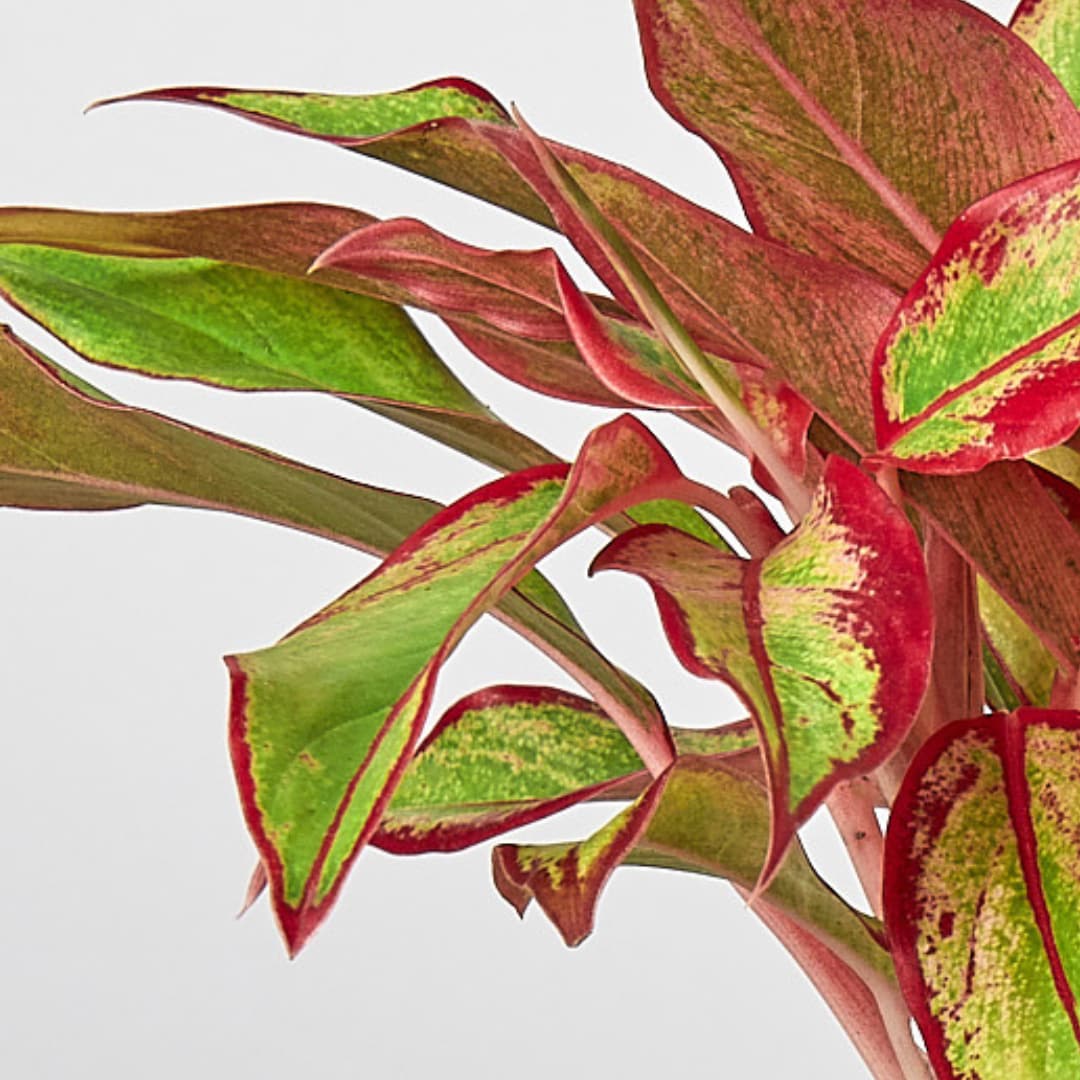 House Plant Shop 6-CH.EVERGREEN-REDS hseplants - View #2