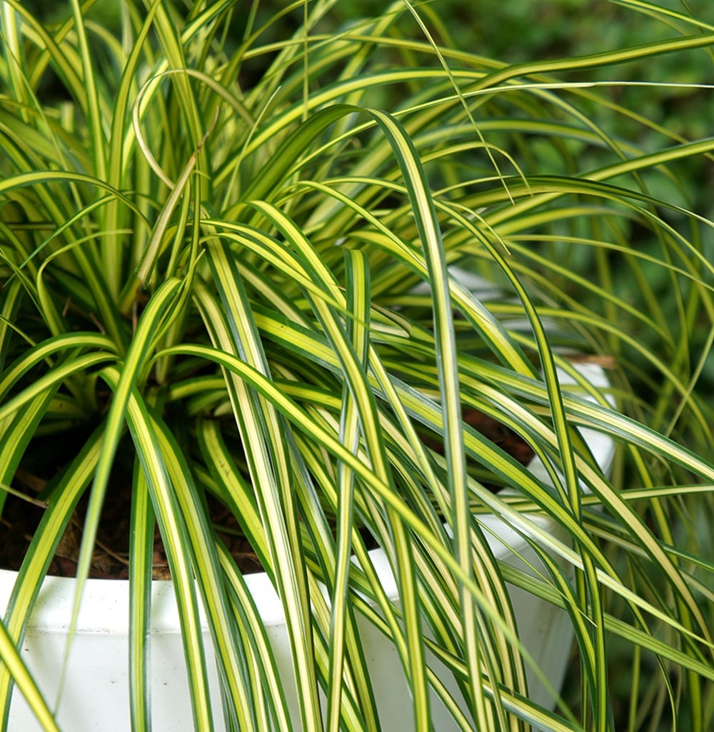 Southern Living Plant Collection 0730Q-1 Ornamental-Grasses - View #9