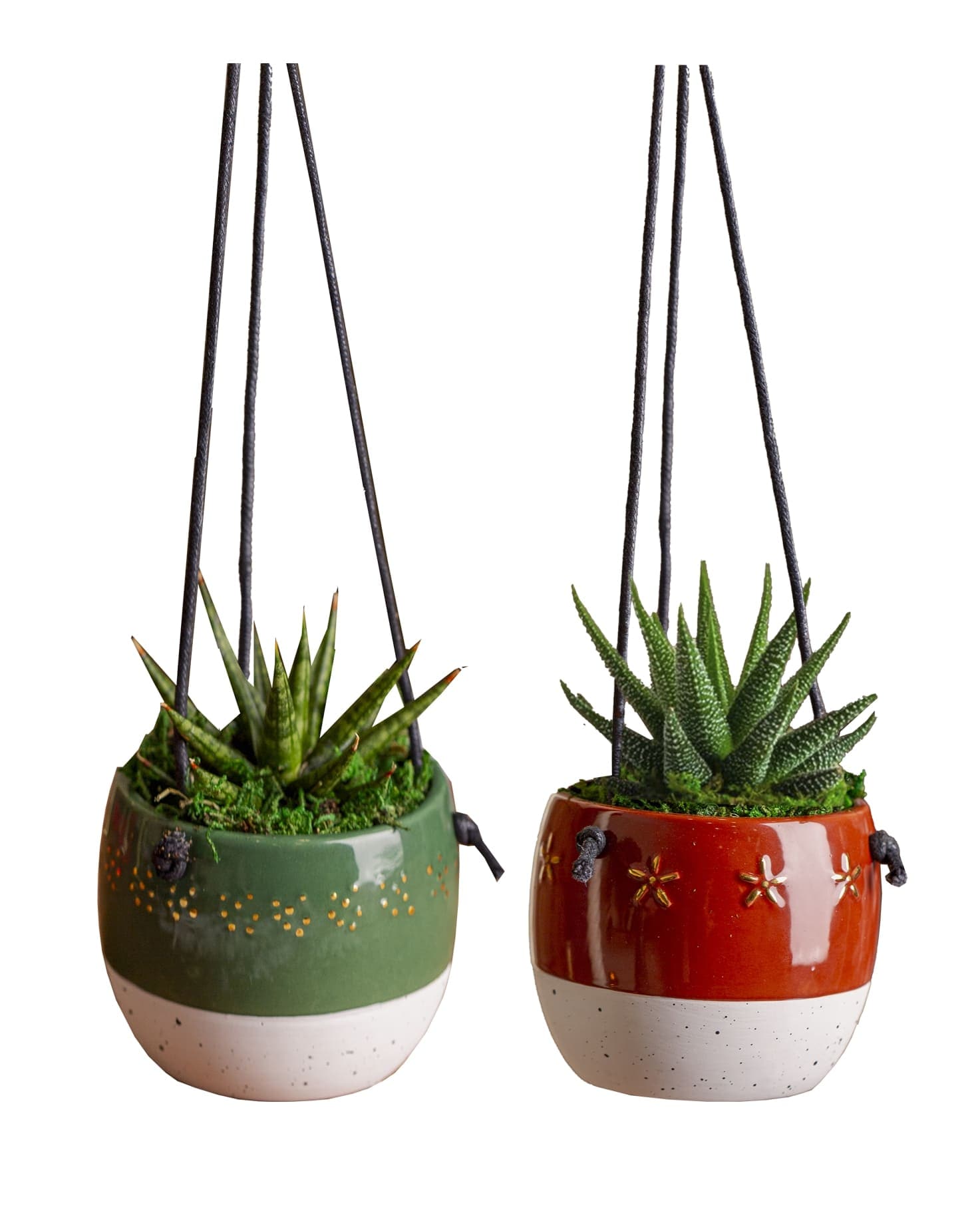 LiveTrends ASB07128 Starry Skies House plant in 2.3 Ounce(s) Pot 1 -Pack