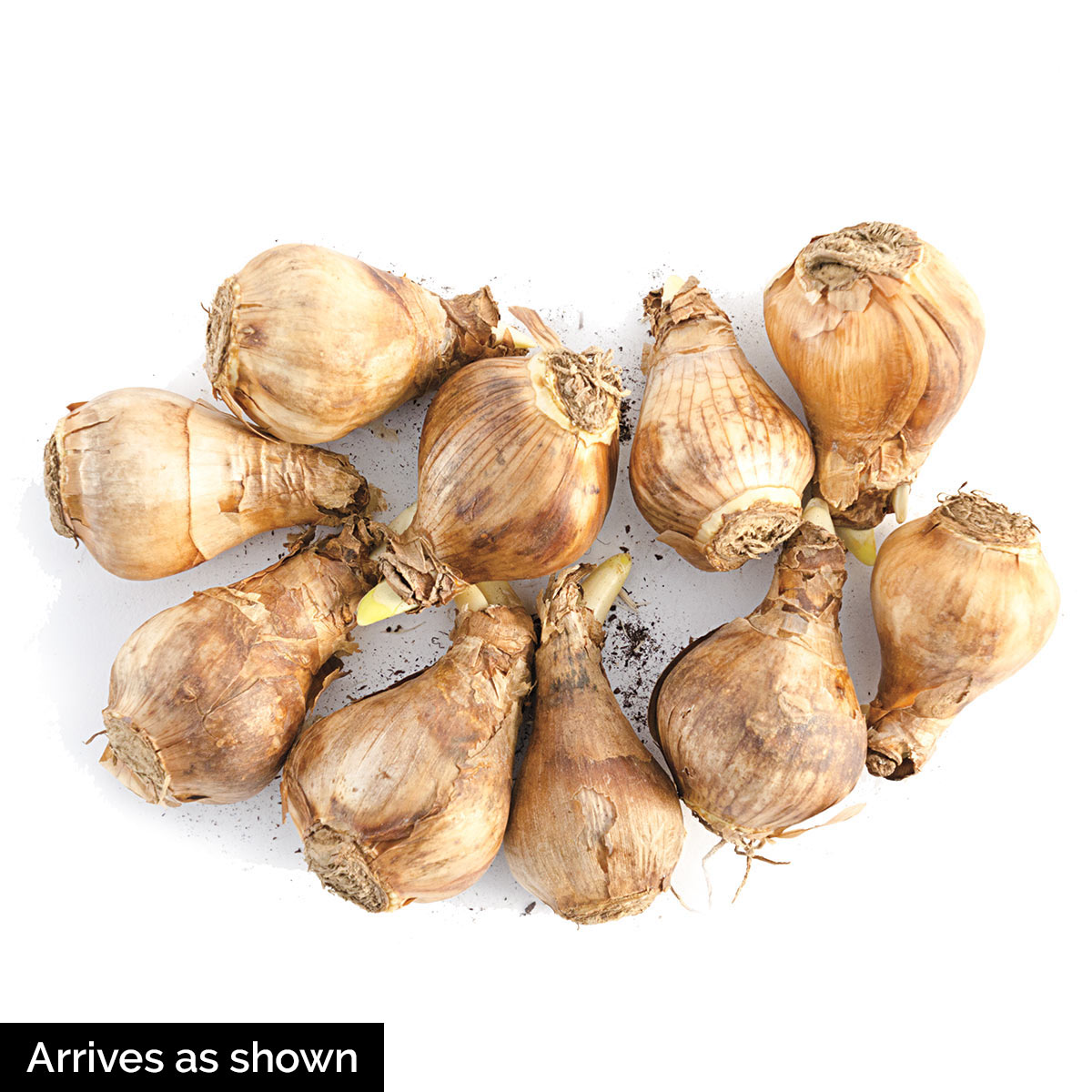 Direct Gardening 96133 Plant-Bulbs - View #4