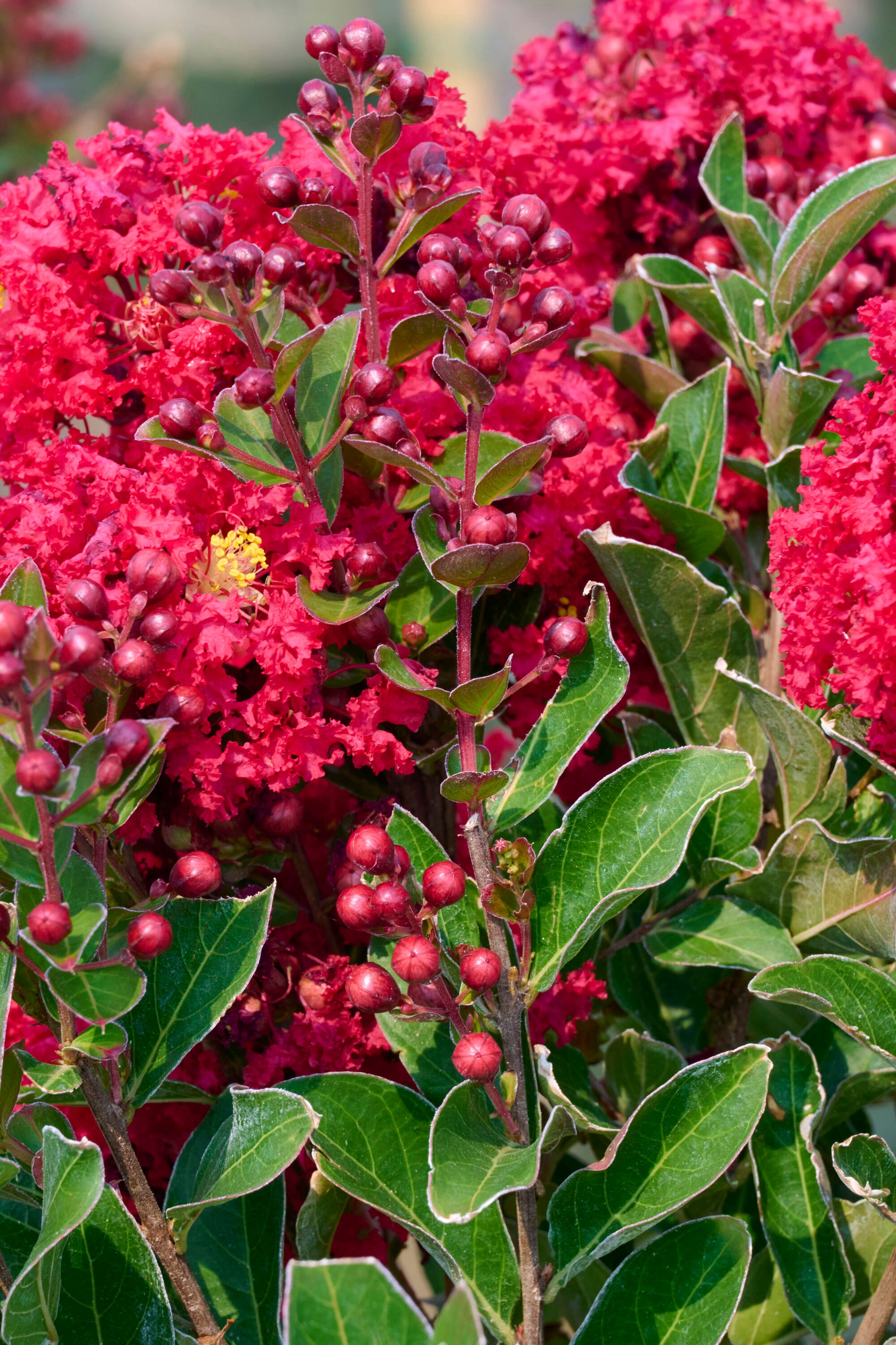 Monrovia 4883313 Summerlasting Strawberry Crape Myrtle Flowering Shrub in 3.58 -Gallon Pot 1 -Pack with Red Blooms