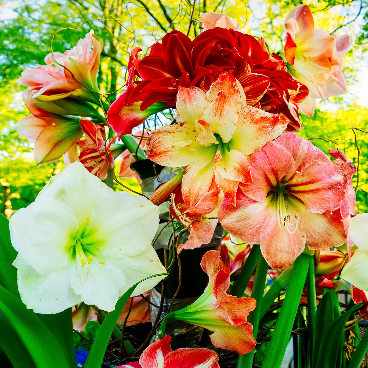Van Zyverden 84845 Multicolor Amaryllis For Southern Gardens Bulbs 5 Count