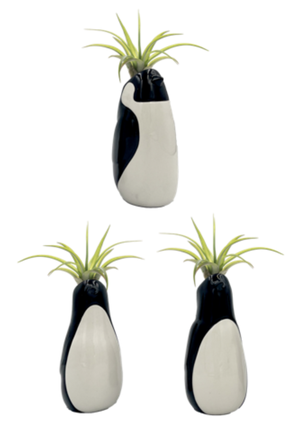 LiveTrends ASB07726 Tilly Tux House plant in 1 -Pack Pot 1 -Pack