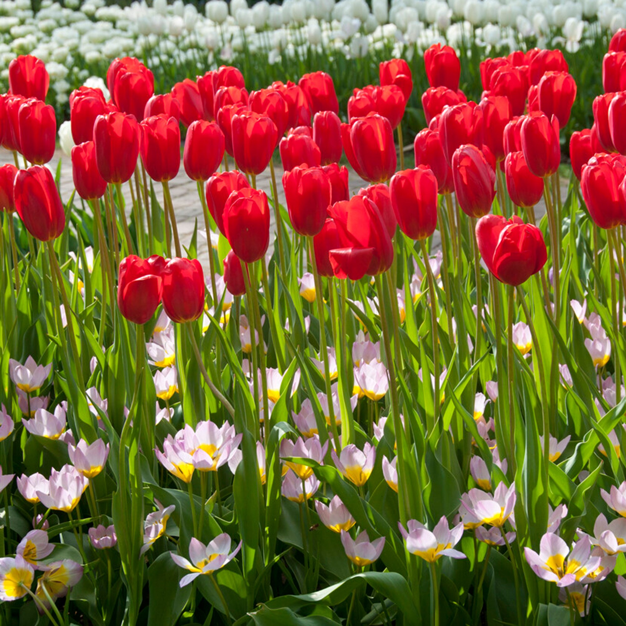 Garden State Bulb ECF-53-25-01 Plant-Bulbs - View #6
