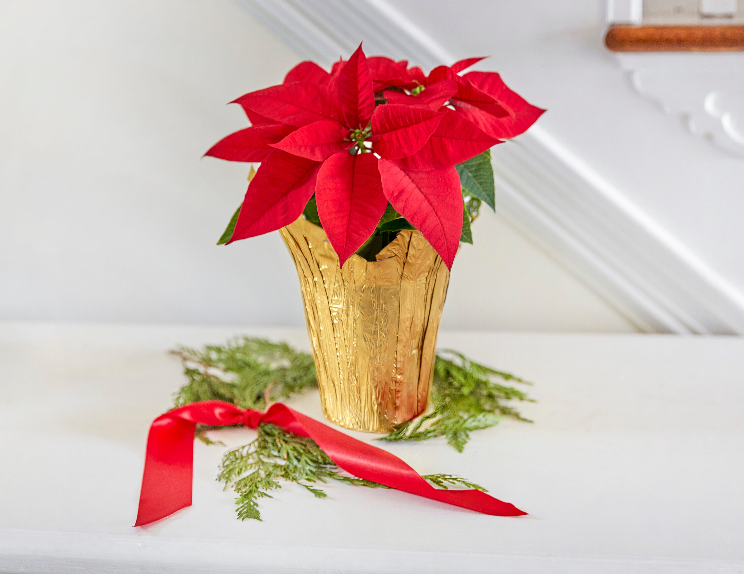 Holiday Living 128073 Fresh-Christmas-Plants - View #3