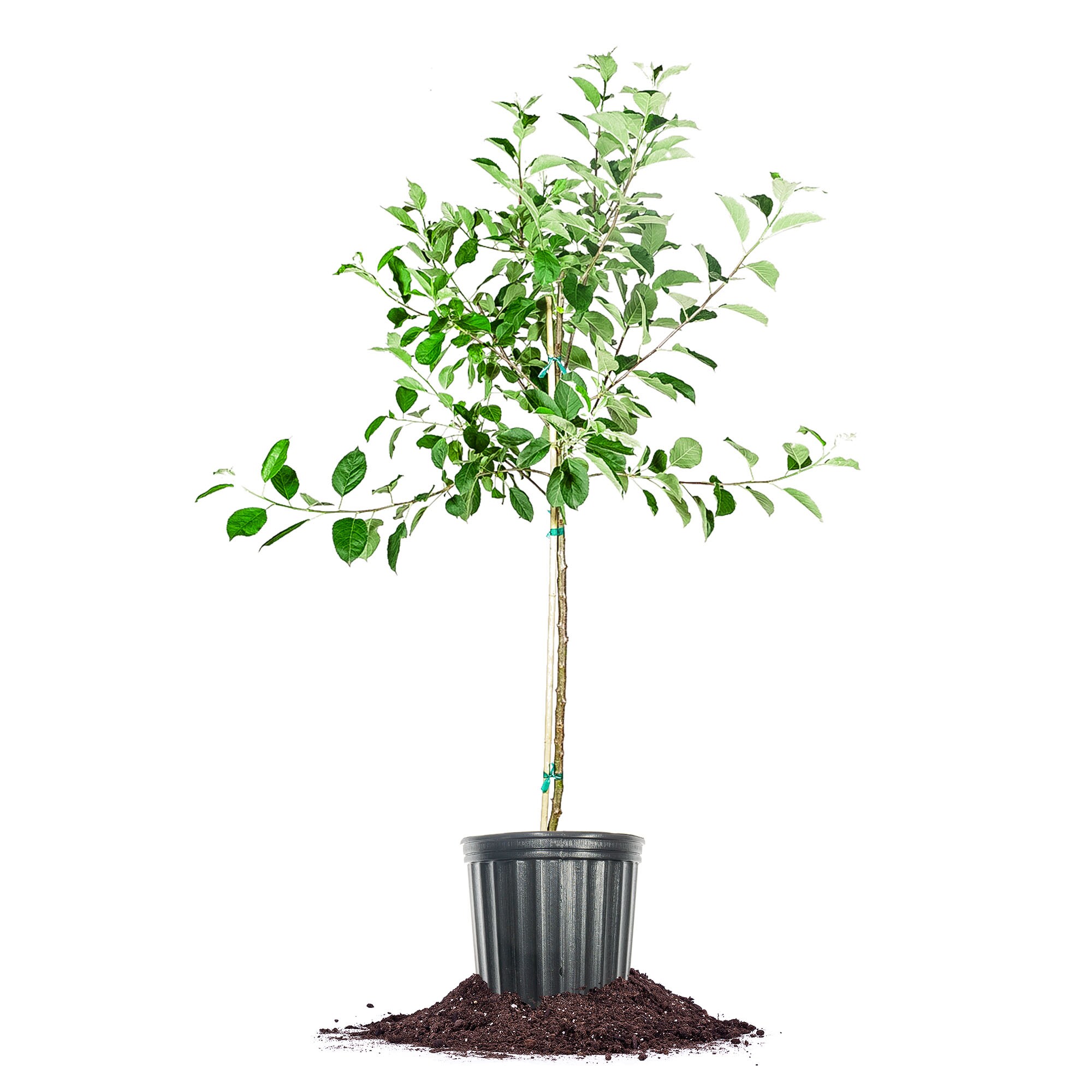 Perfect Plants LOGOLDENDELICIOUS5G 5 -Gallon Fruit Golden Delicious Apple Tree In pot (with soil)