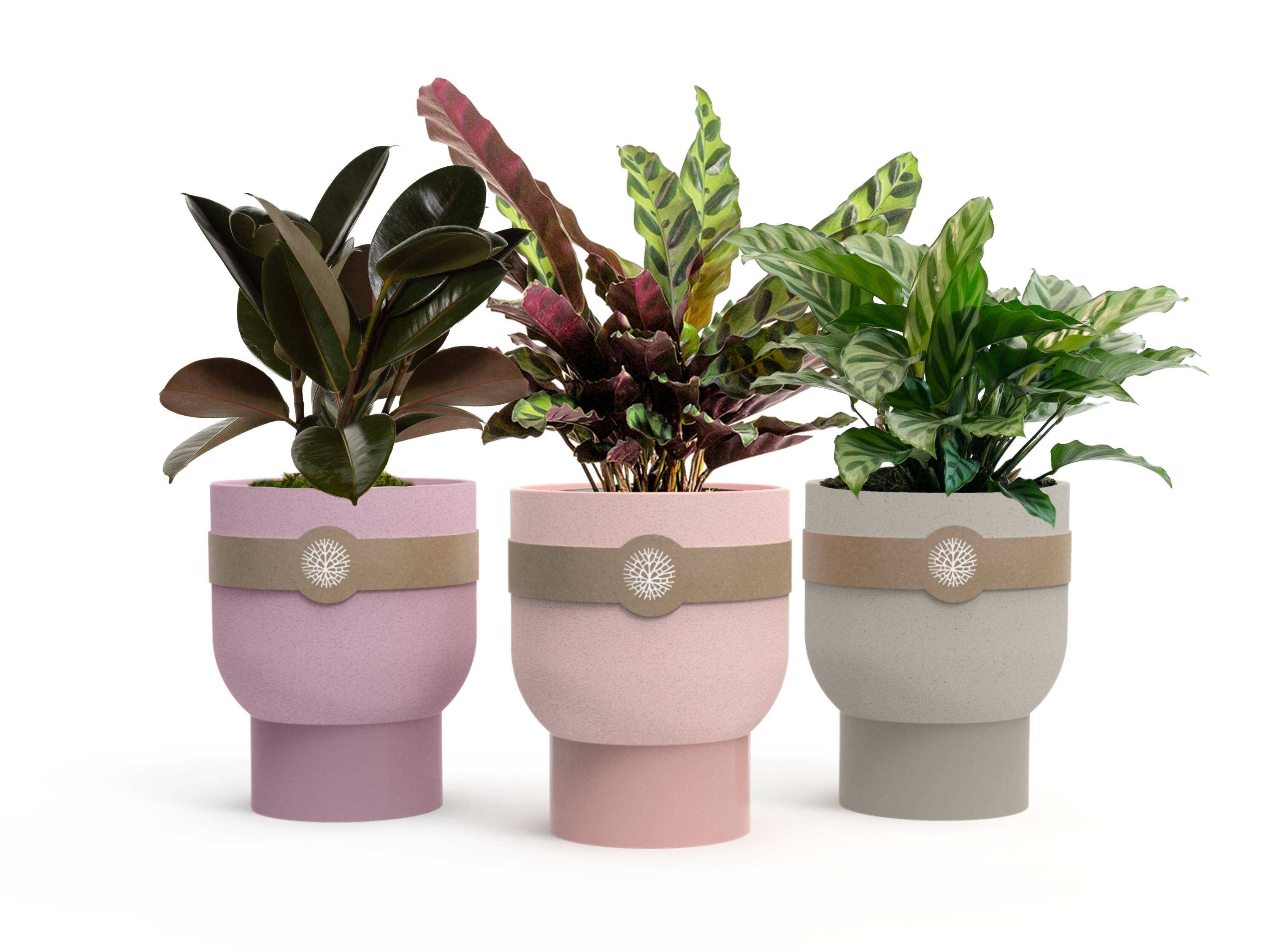 LiveTrends ASB06959 ROSEN House plant in 12 Ounce(s) Pot 1 -Pack
