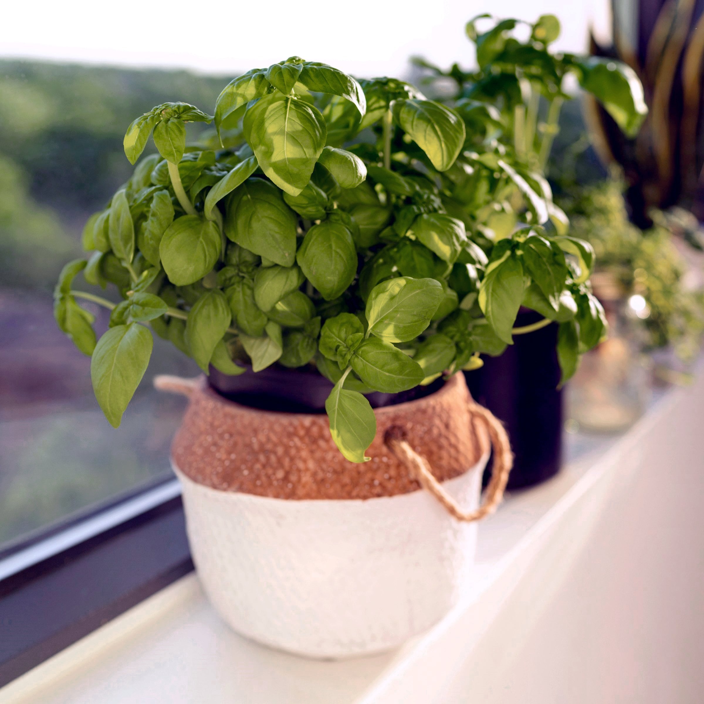 National Plant Network LW2251 Herb-Plants - View #4