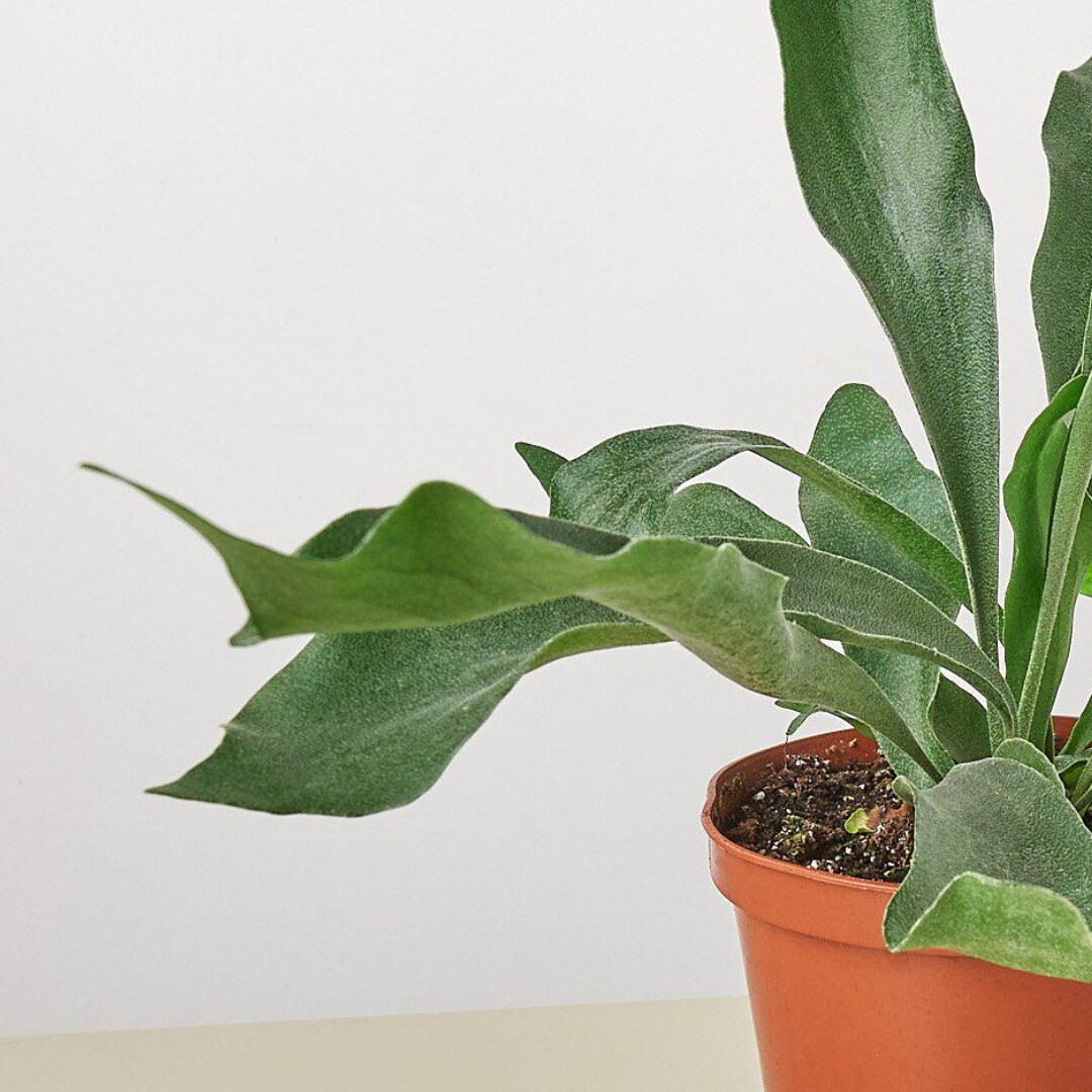 House Plant Shop 6-FERN-STAGHORN hseplants - View #2