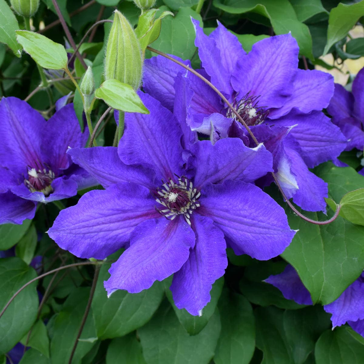 Spring Hill Nurseries Danielle Clematis Vining Perennial Plant in 1 ...