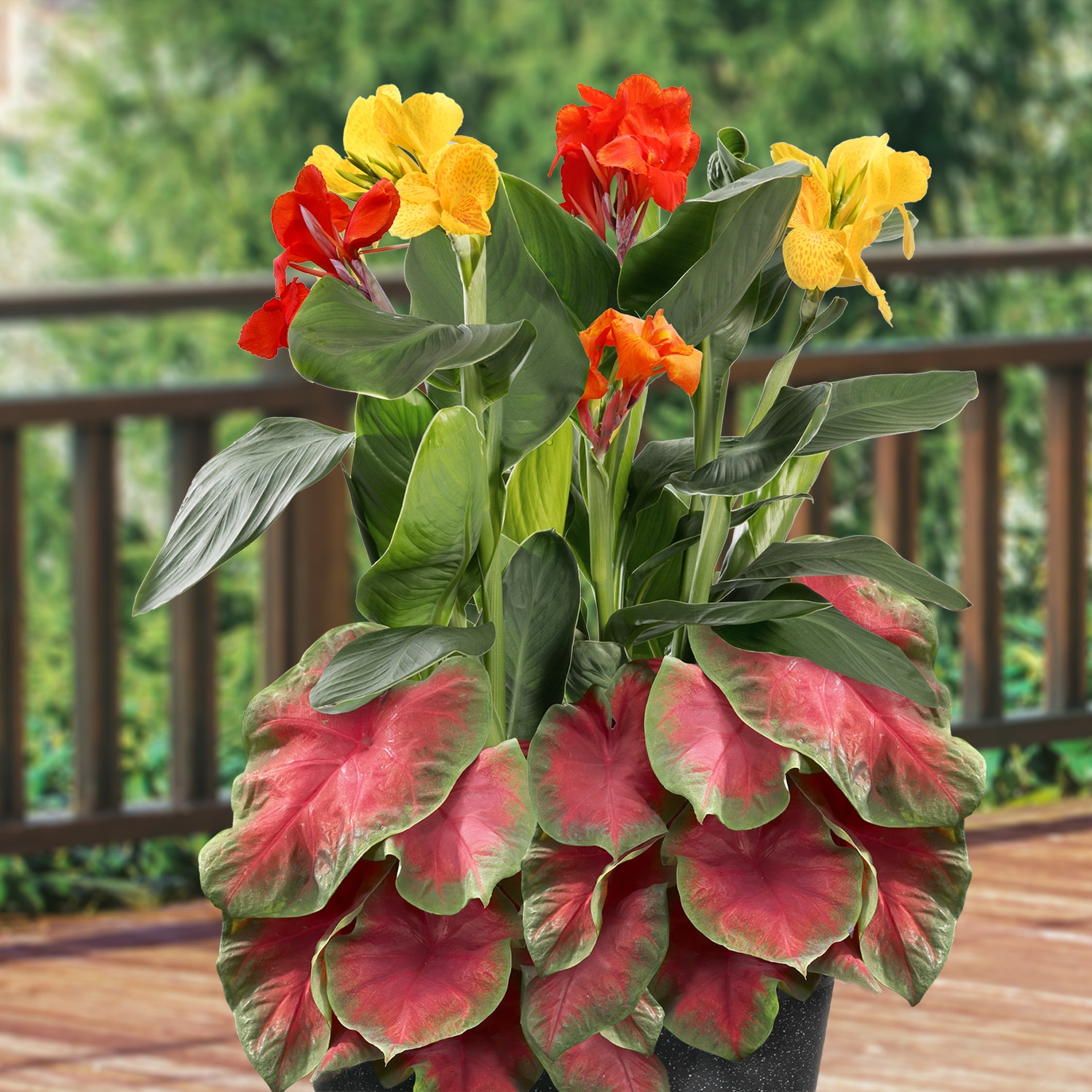 Garden State Bulb 10844 Multicolor Caladiums and Cannas Bulbs 1 -Pack