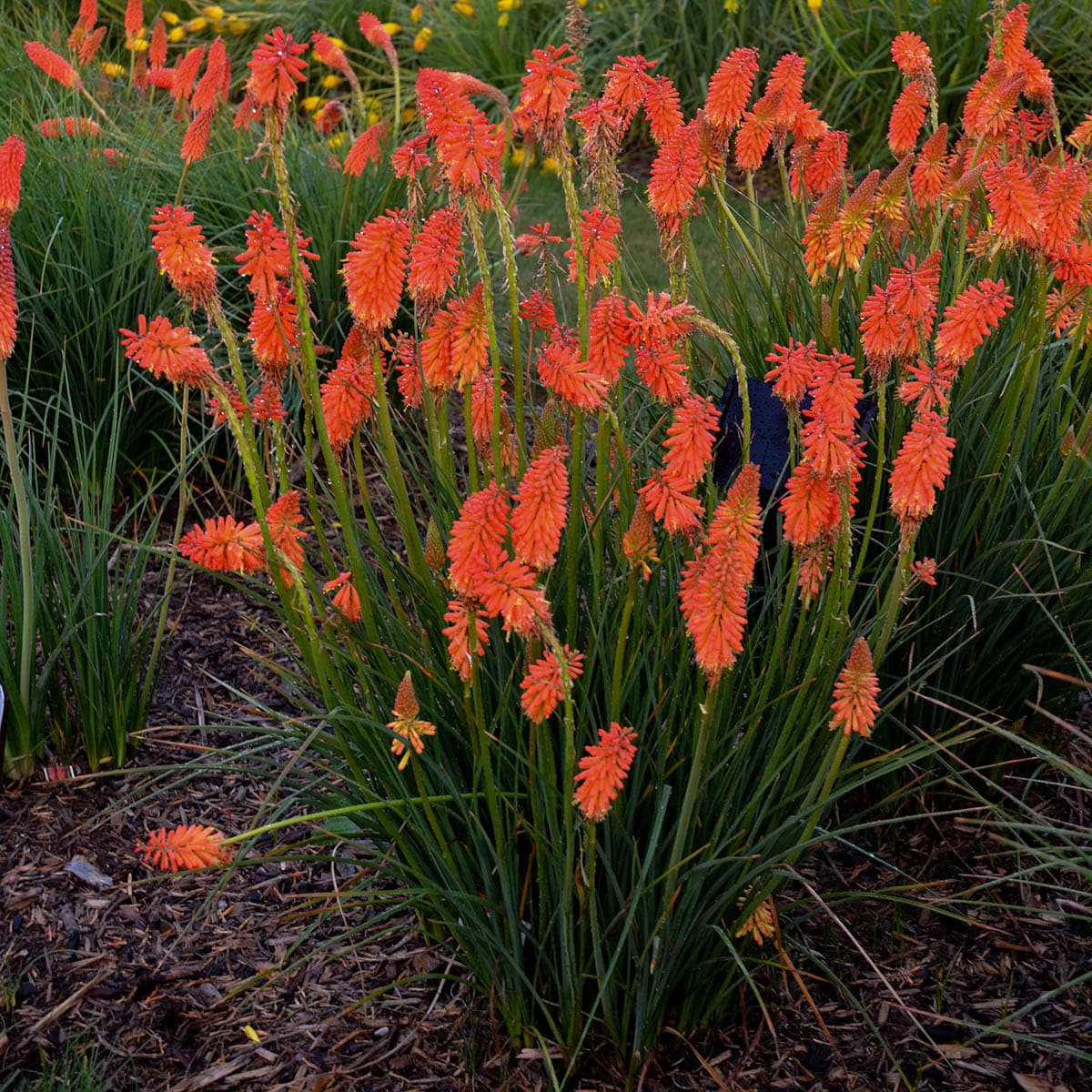 Spring Hill Nurseries 70836 perennials - View #2