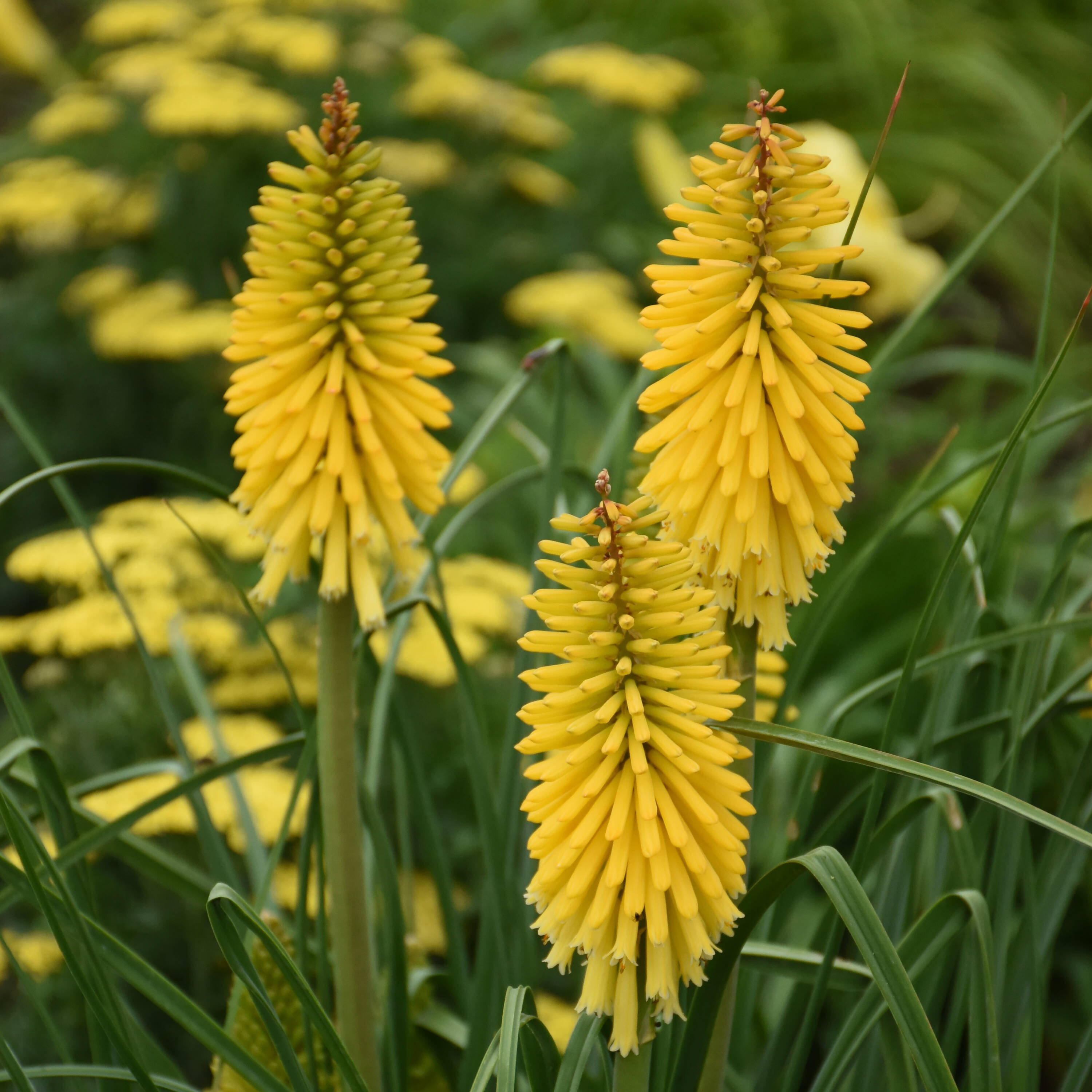 Proven Winners Yellow Pyromania 'solar Flare' Red Hot Poker Plant in 1 ...