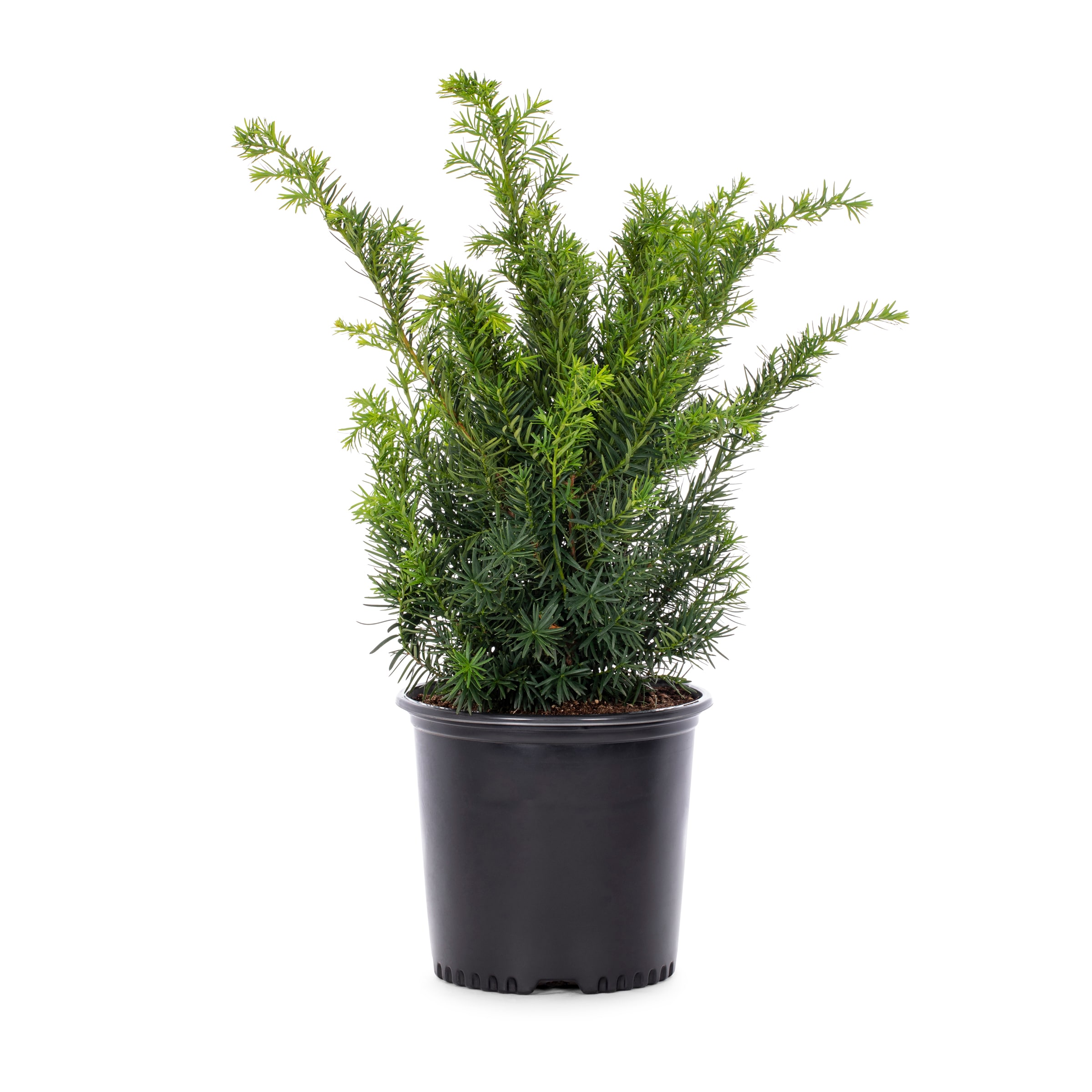 Lowe's 970571 Yew Densiformis Foundation/Hedge Shrub in 2.25 -Gallon Pot 1.0 -Pack