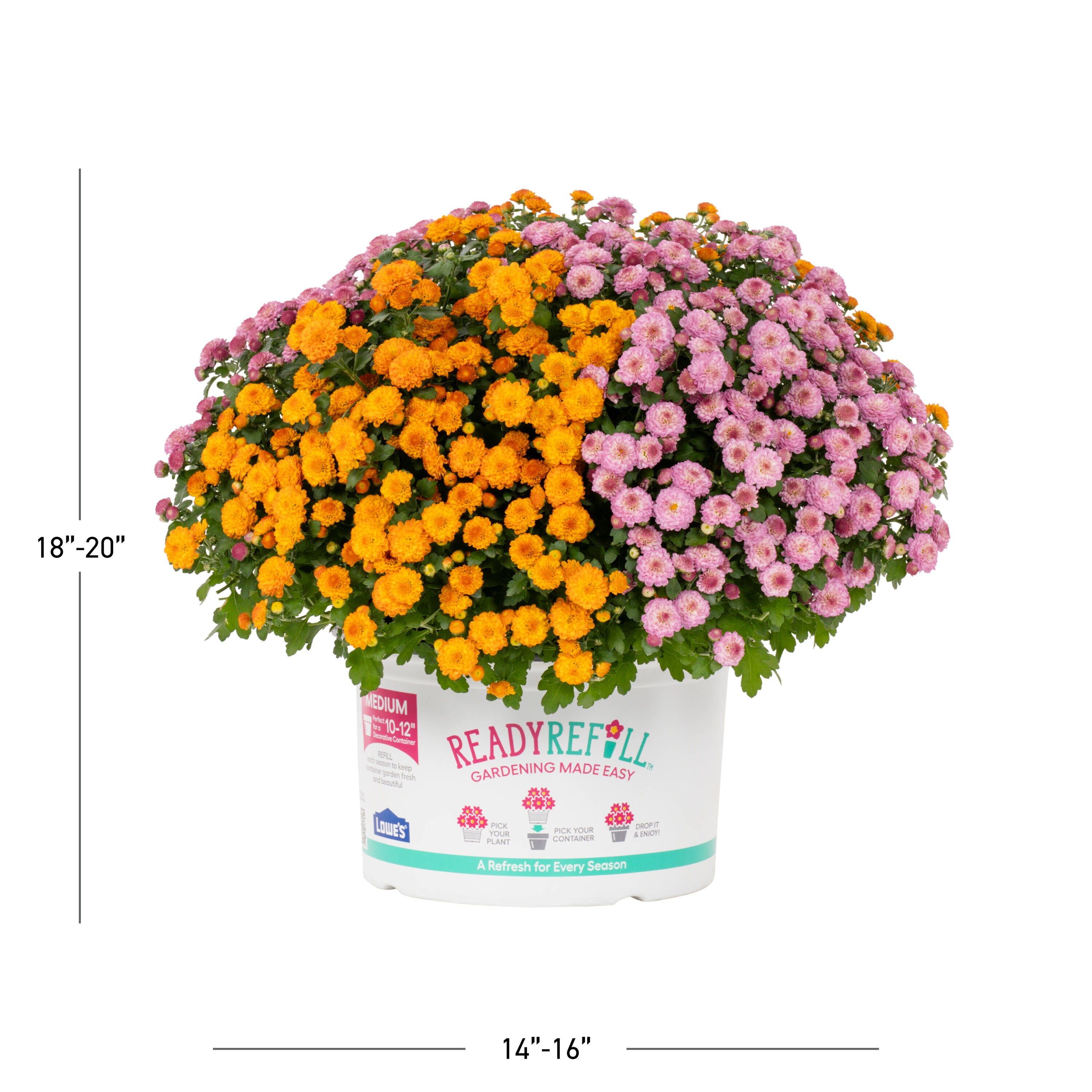  DTC-080064 annuals - View #3