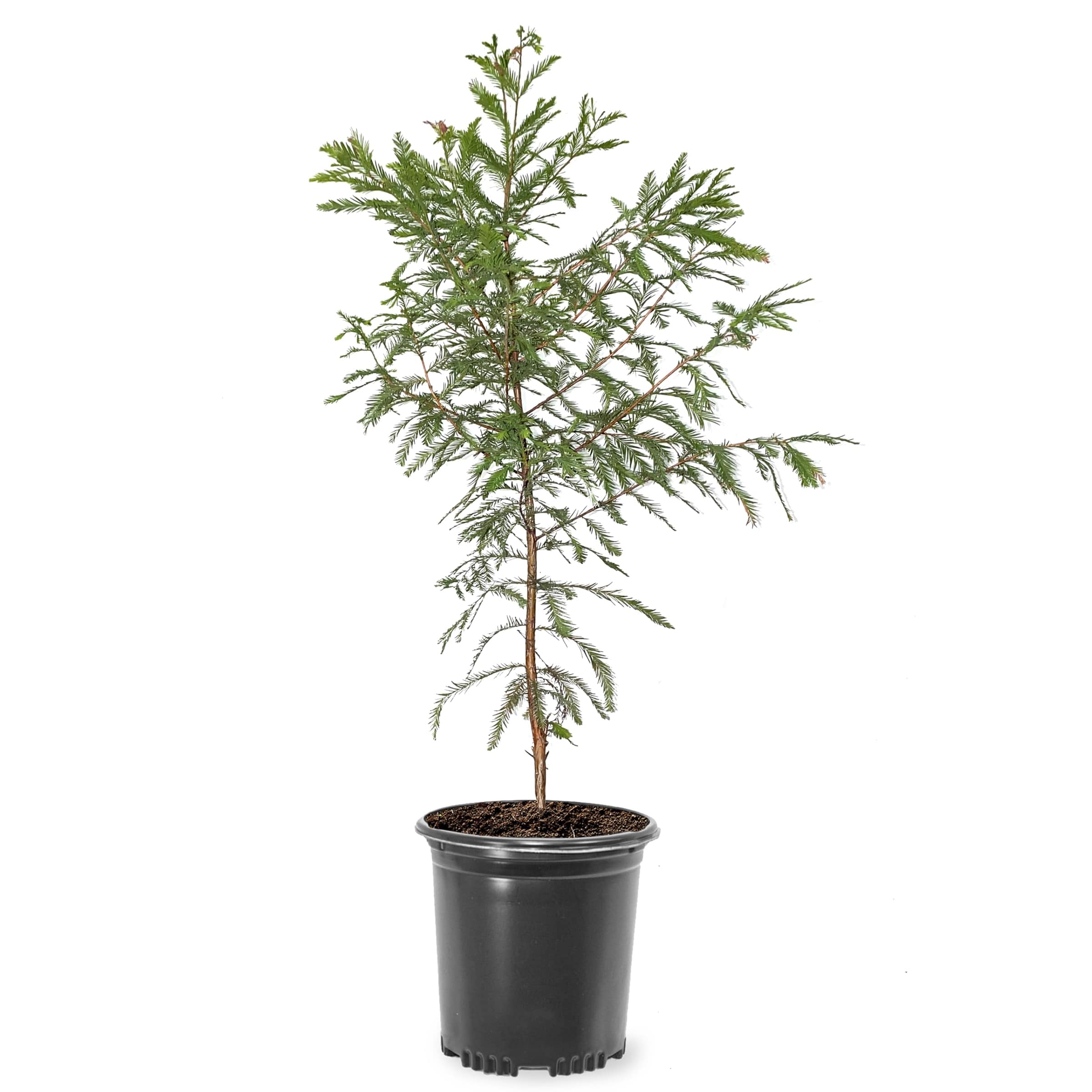 Lowe's NURSERY 6.08 -Gallon Feature Falling Waters Bald Cypress In pot (with soil)