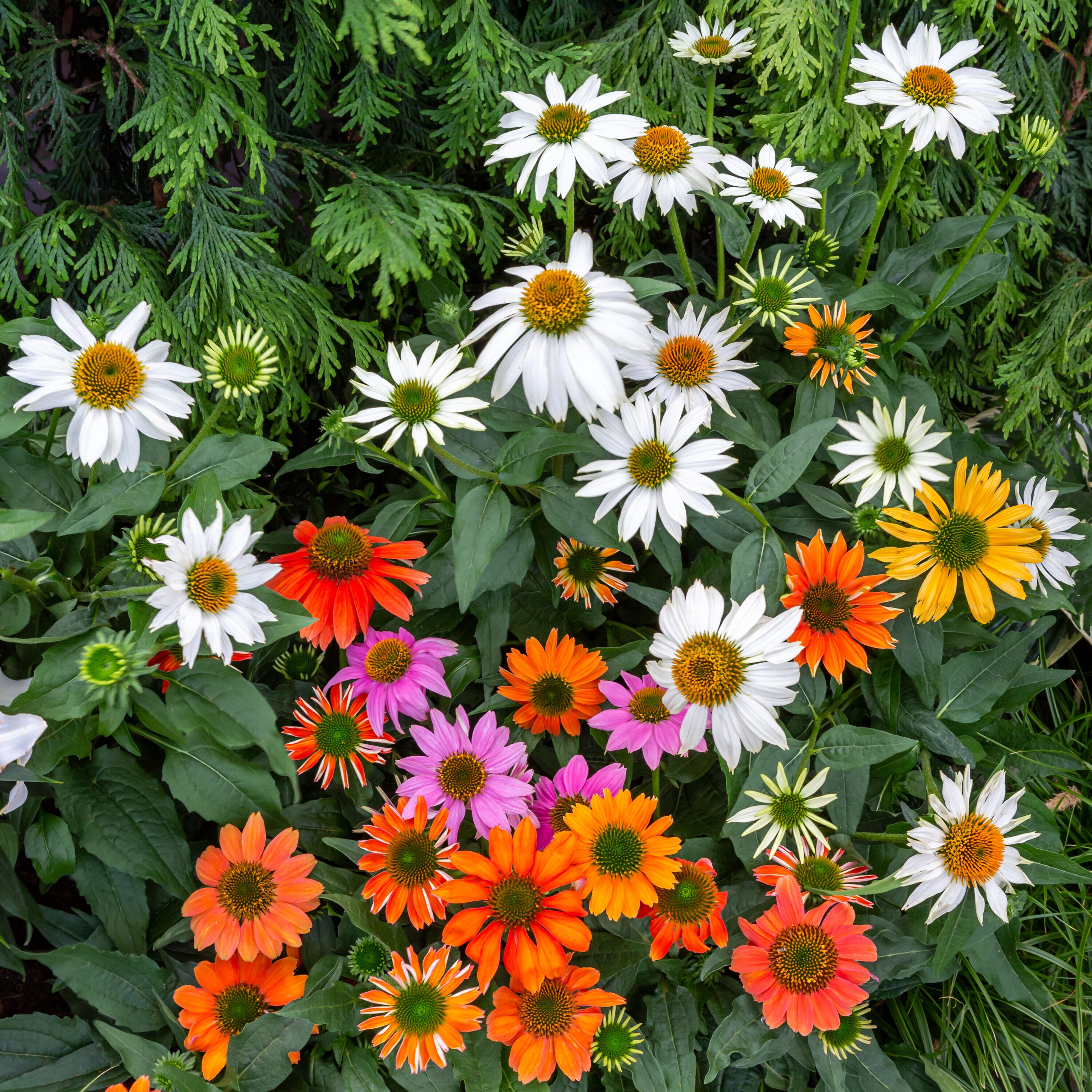 Monrovia 4368 perennials - View #6