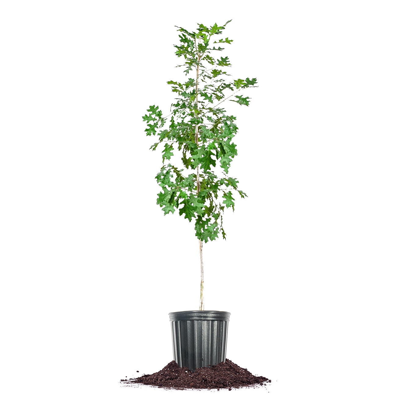 Perfect Plants LONUTTALLOAK3G 3 -Gallon Shade Nuttall Oak In pot (with soil)