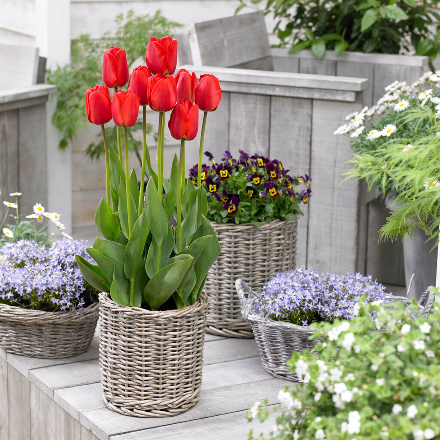 Garden State Bulb ECF-136-25-01 Plant-Bulbs - View #6