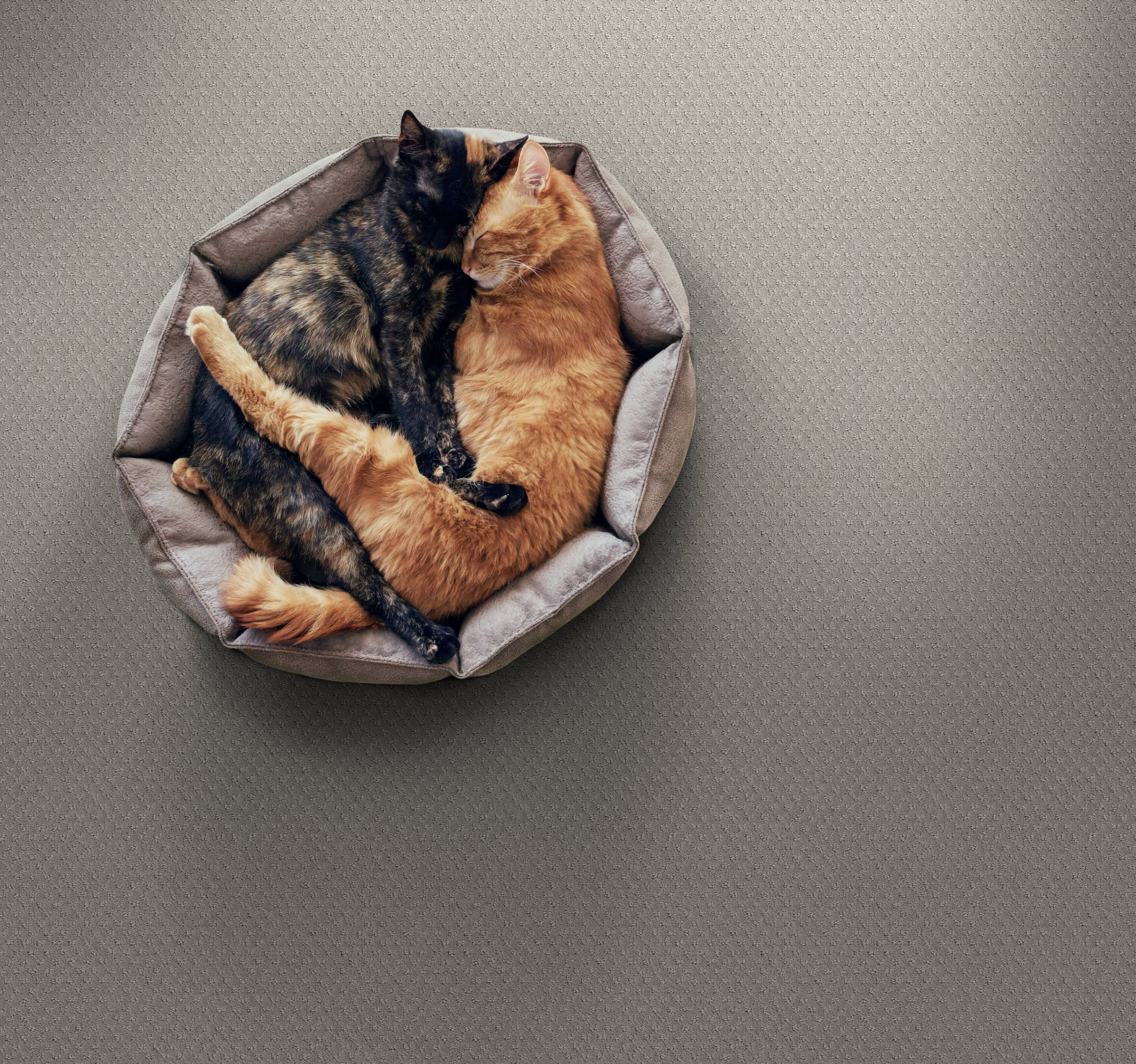 STAINMASTER PetProtect 7L899 - 545 - SAMP Carpet-Samples - View #3
