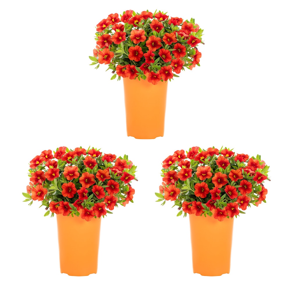 Metrolina Greenhouses 4958 Orange Calibrachoa in 2 Quart(s) Pot 3 -Pack