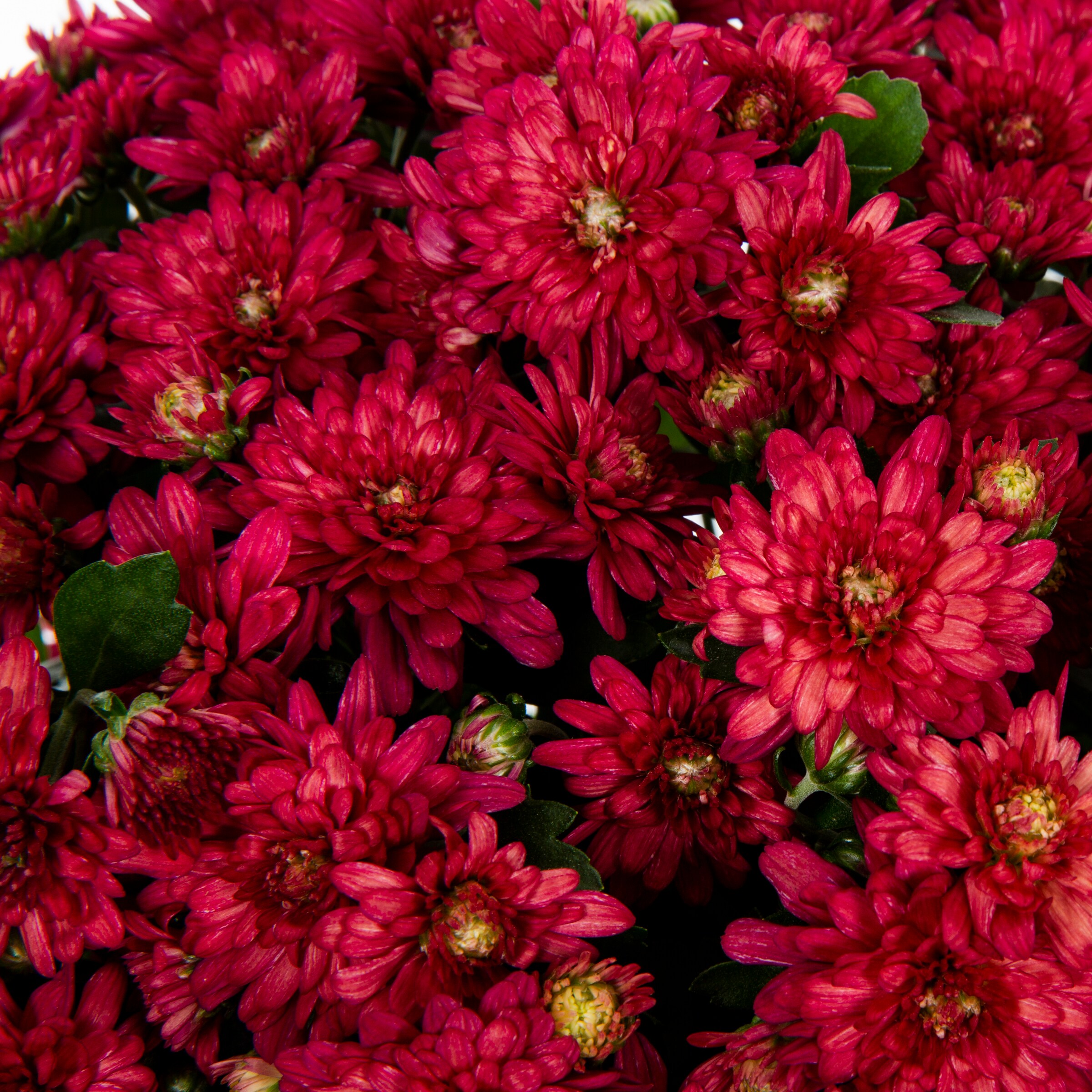Monrovia 5266 annuals - View #3