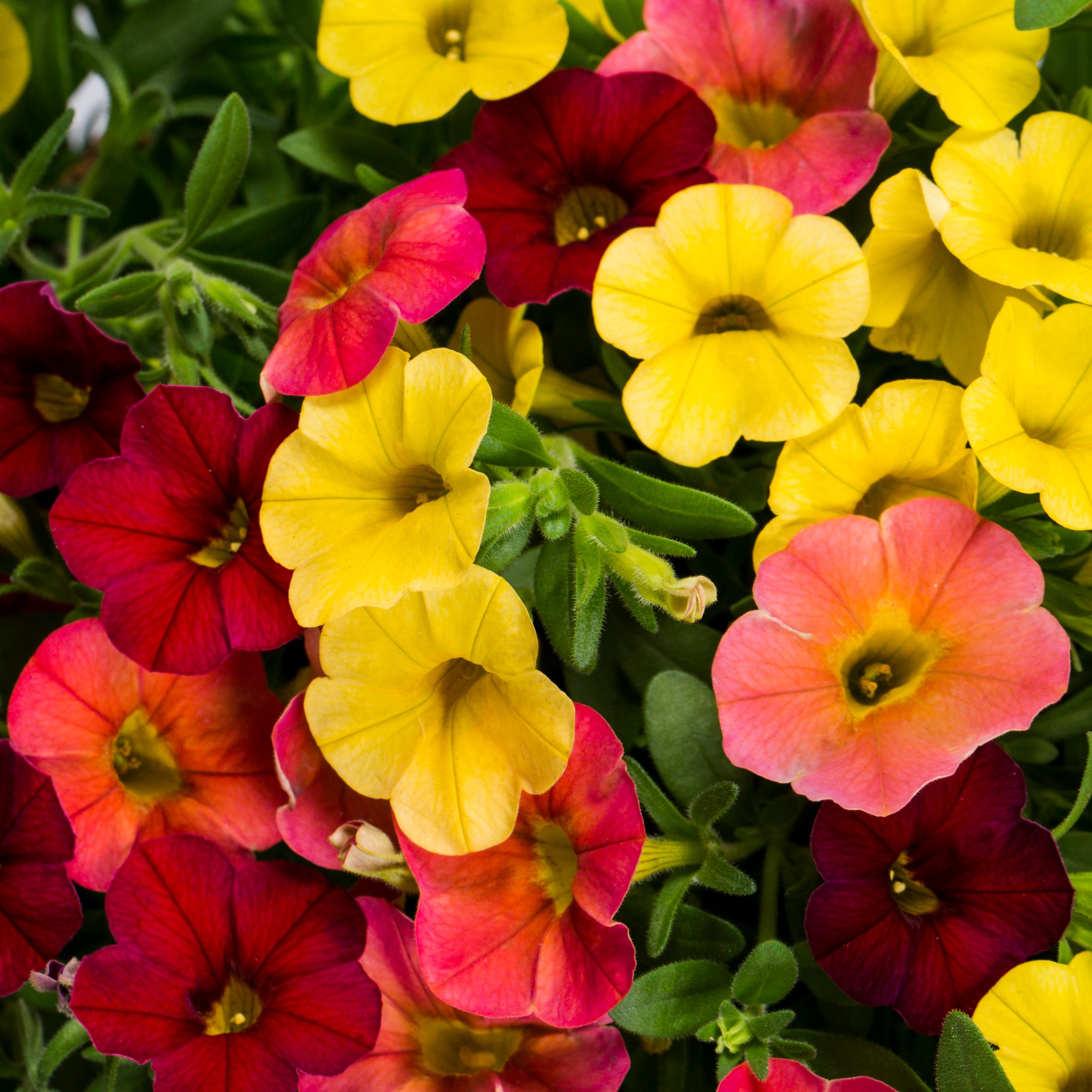 Metrolina Greenhouses Multicolor Calibrachoa in 1.5-Gallon (s) Hanging ...