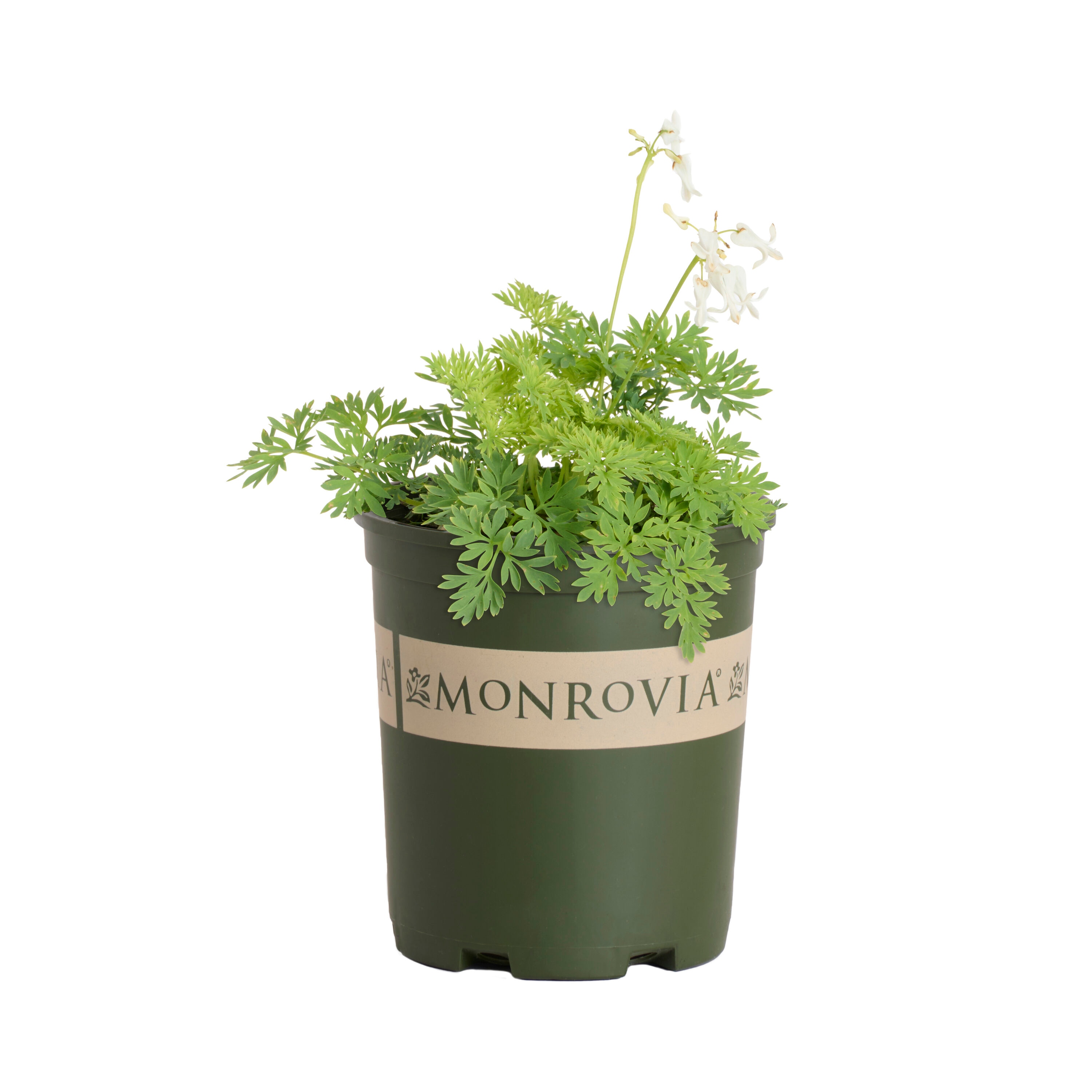 Monrovia - 2.6 -Quart White Bleeding Heart Amore Titanium 1 -Pack - Low Maintenance
