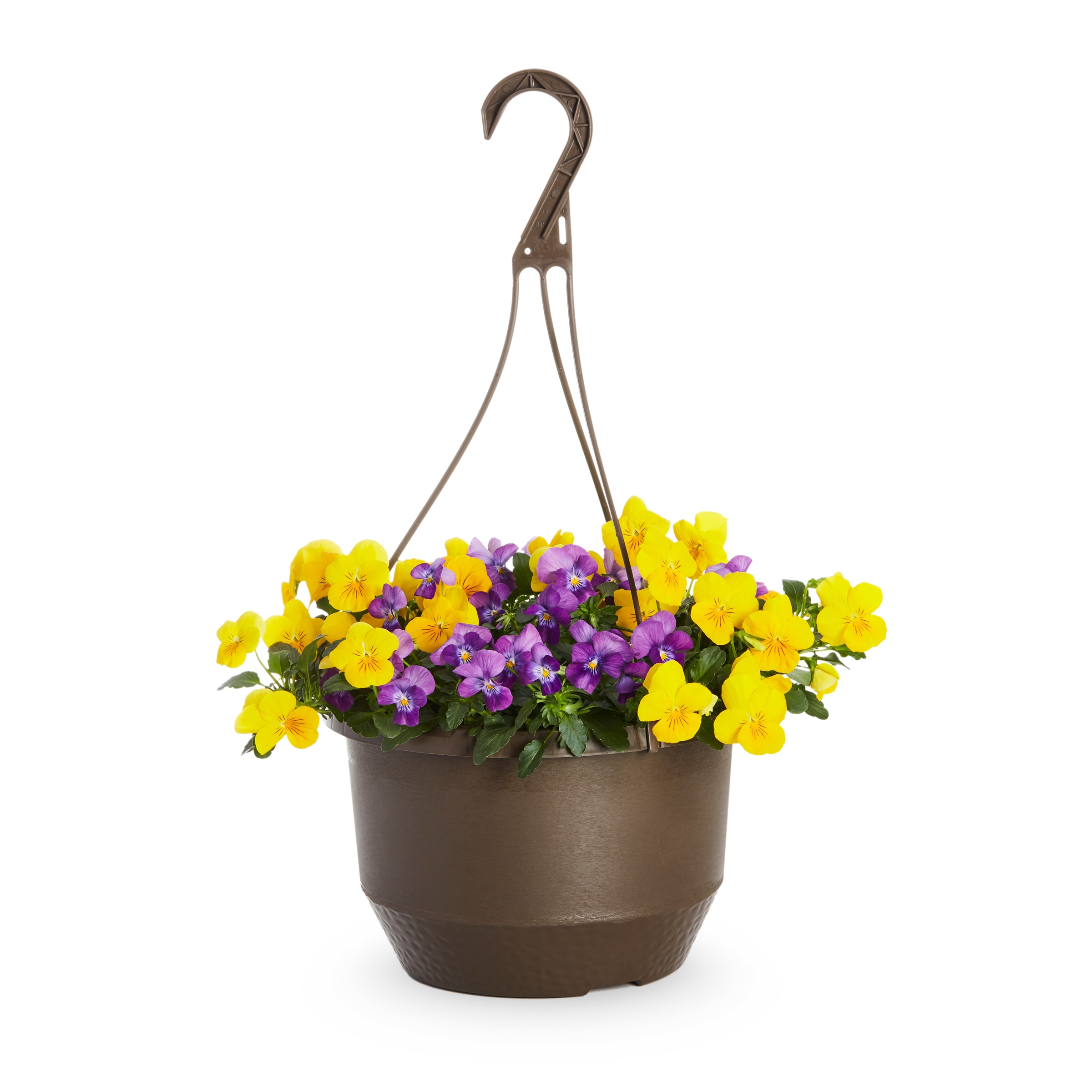 Lowe's Multicolor Trailing Pansy in 1.5-Gallon (s) Hanging Basket in ...