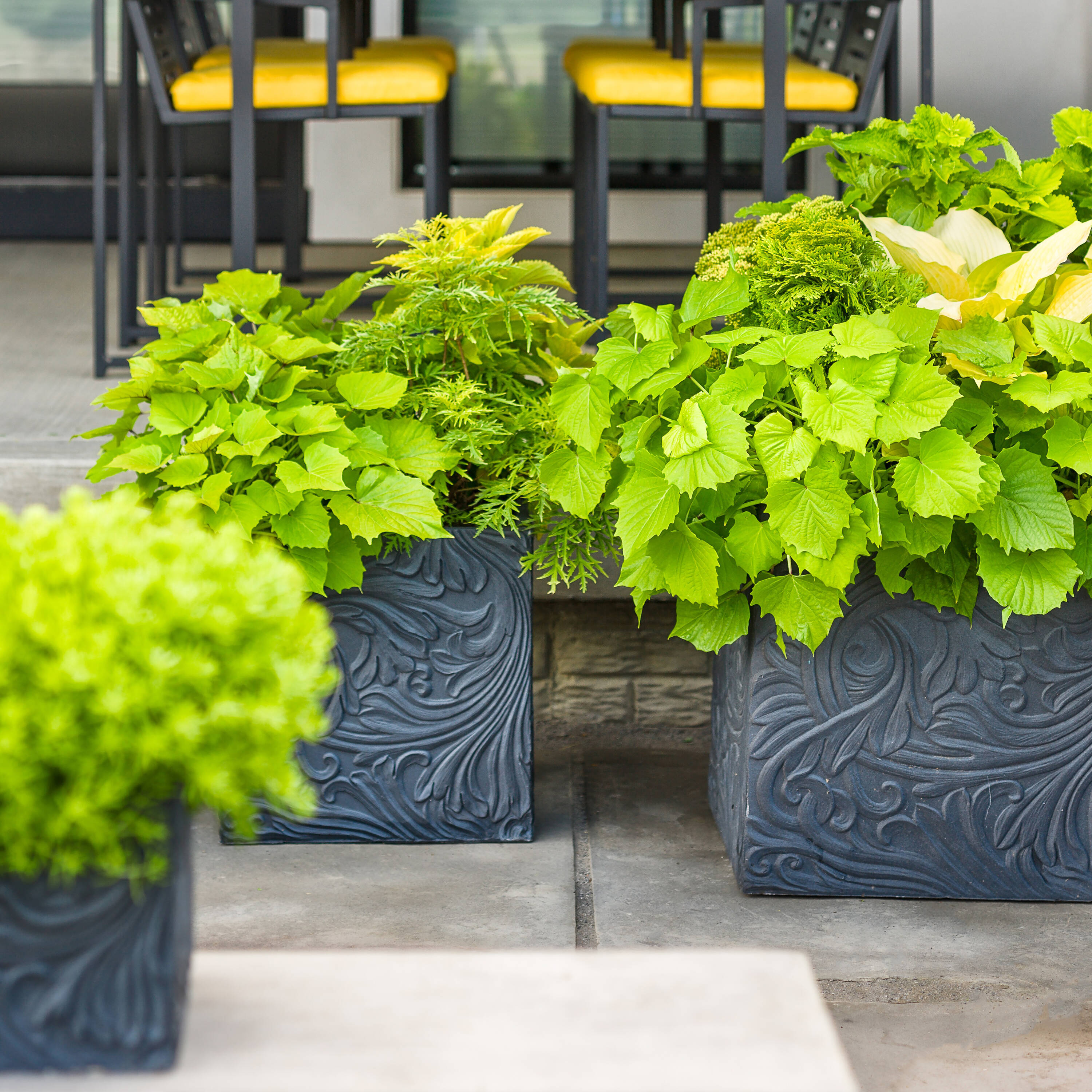 Proven Winners SAMPRC1037800 shrubs - View #2