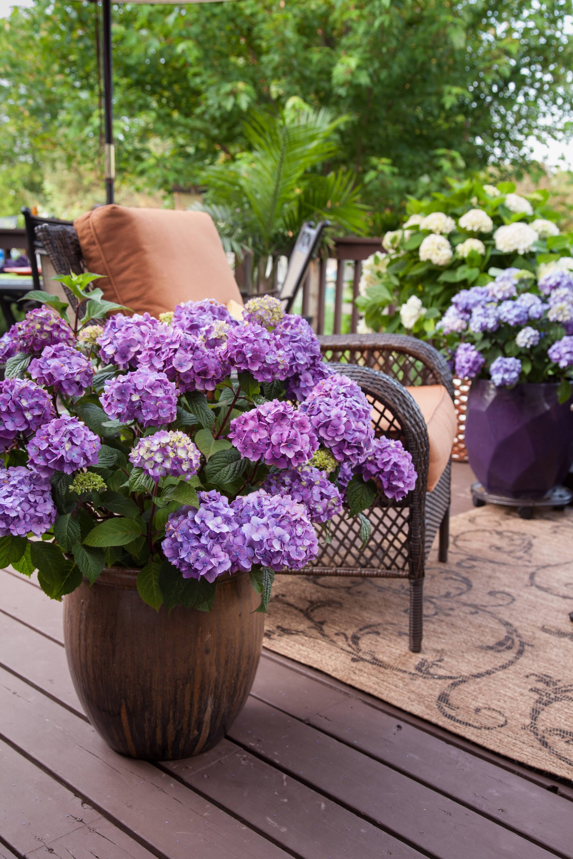 Lowe's Multicolor Bloomstruck Reblooming Hydrangeas Flowering Shrub in ...