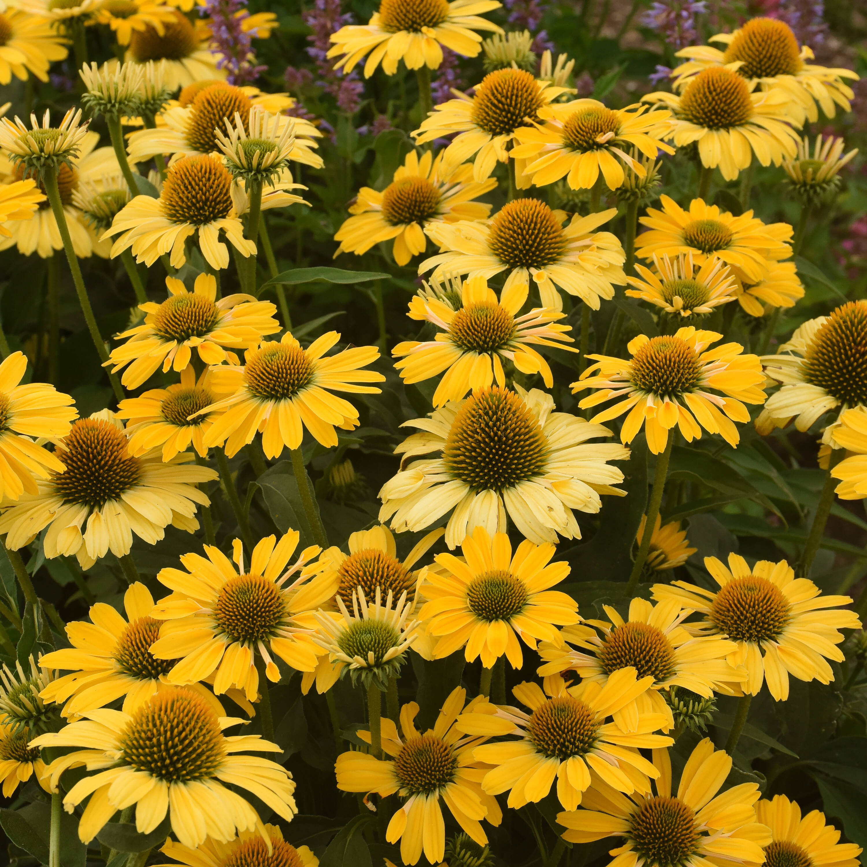 Proven Winners ECHPWP2036102 perennials - View #3