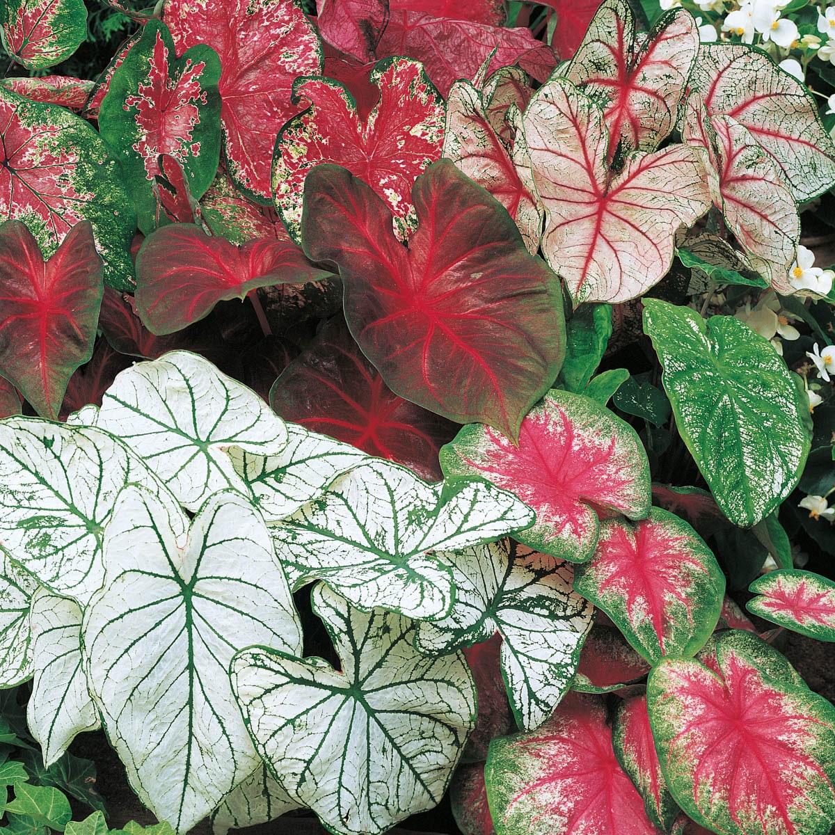 Breck's 92974 No flowers Fancy Leaf Mixed Dormant Caladium Bulbs 3 Pack
