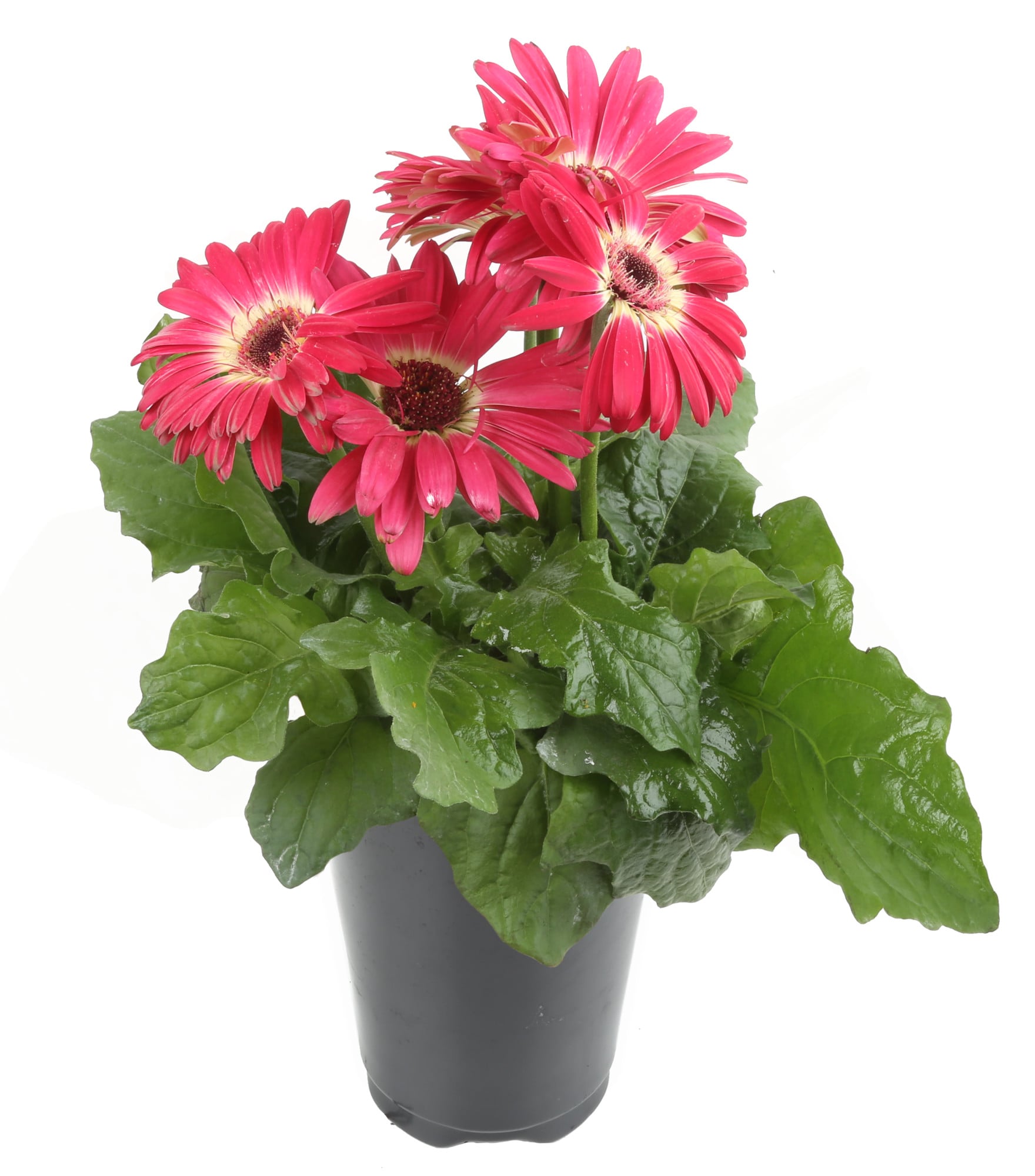 Costa Farms Pink Gerbera Daisy in 4-in Pot 8-Pack at Lowes.com