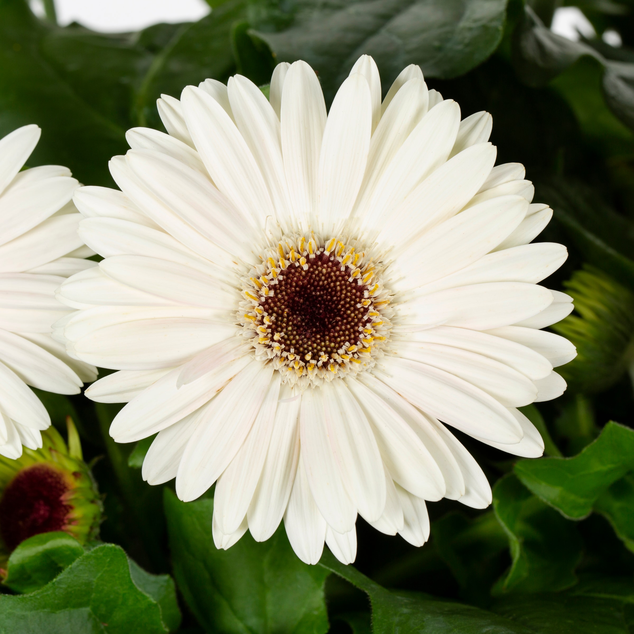 Lowe's Multicolor Gerbera Daisy in 2-Gallons Planter at Lowes.com