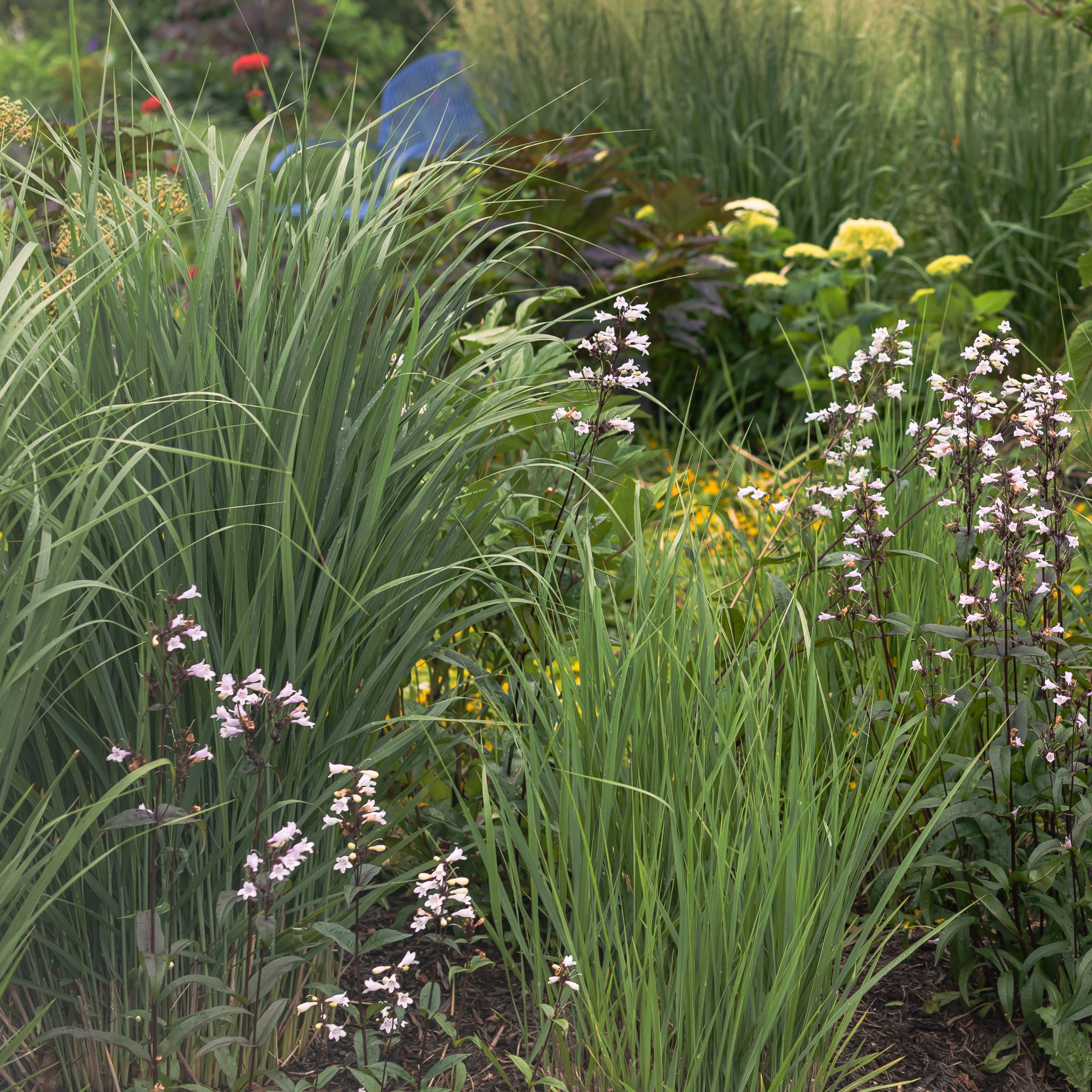 National Plant Network LW3203 perennials - View #3