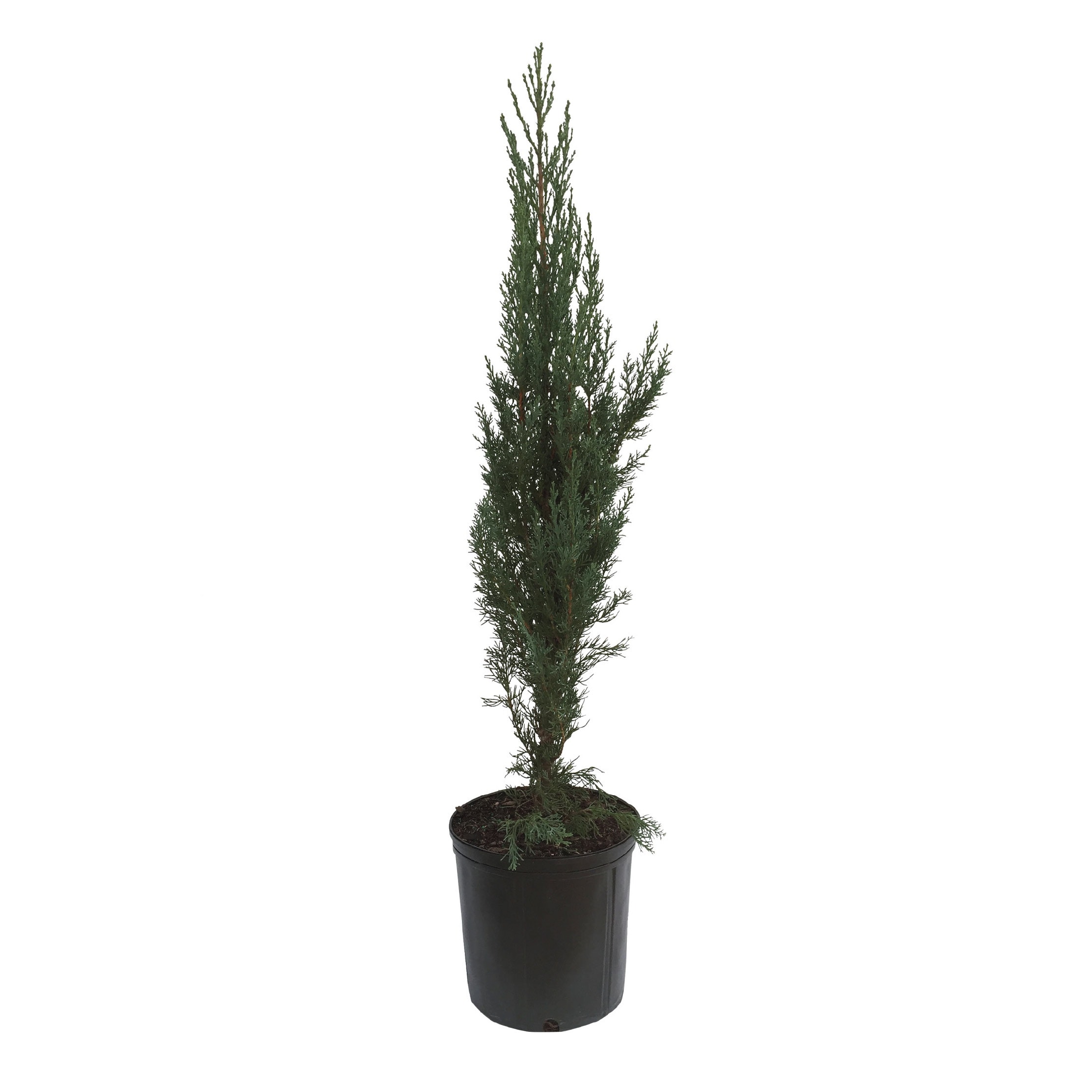 Nature's Way Farms - 1.72 -Gallon Screening Evergreen Italian Cypress In pot (with soil)