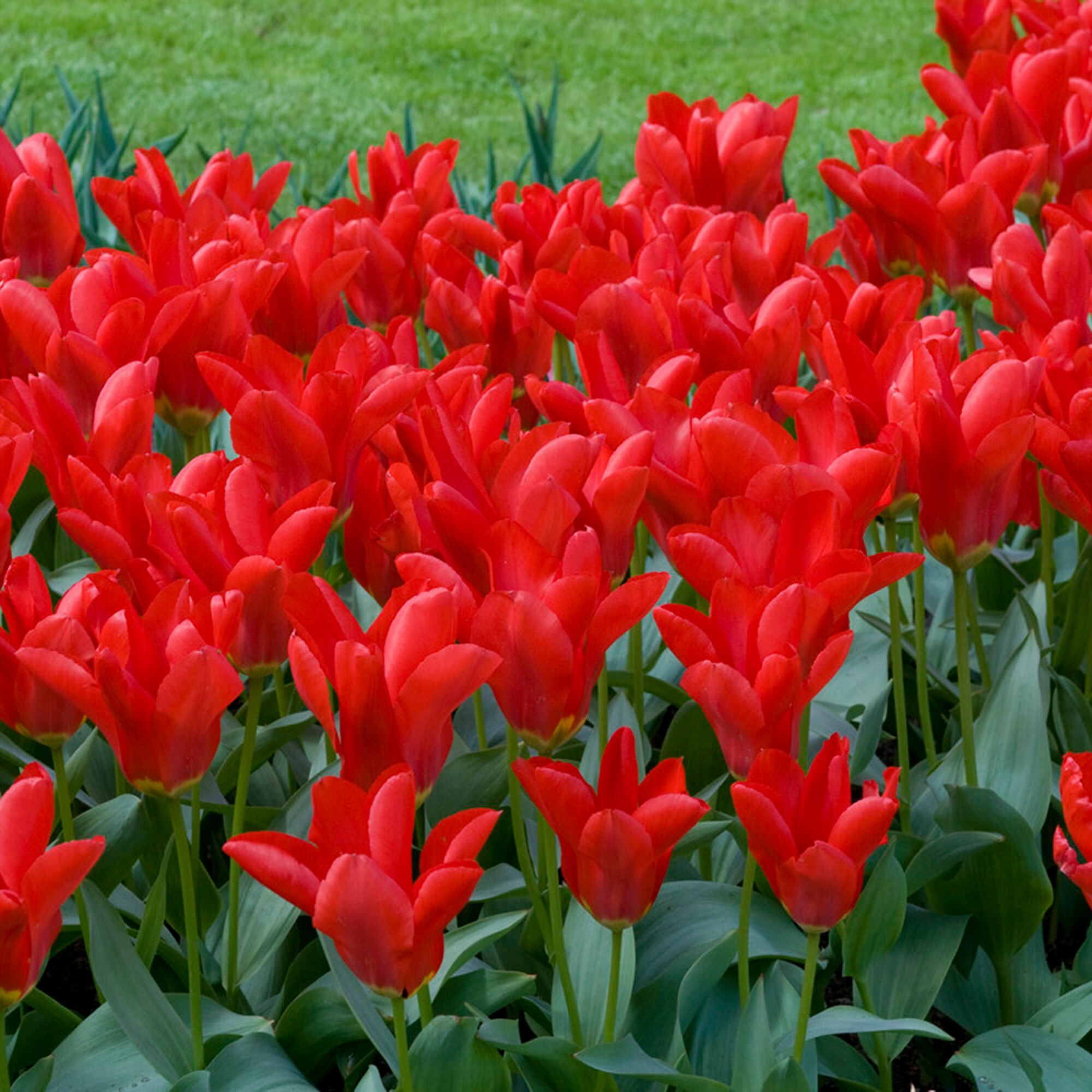 Garden State Bulb ECF-49-25-01 Plant-Bulbs - View #6